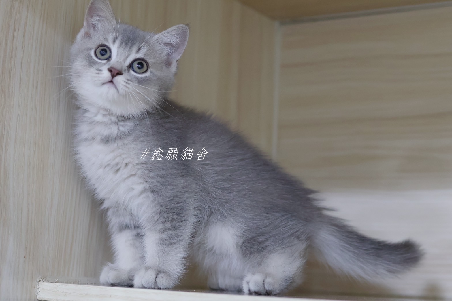 鑫願貓舍／深藍金英國短毛貓