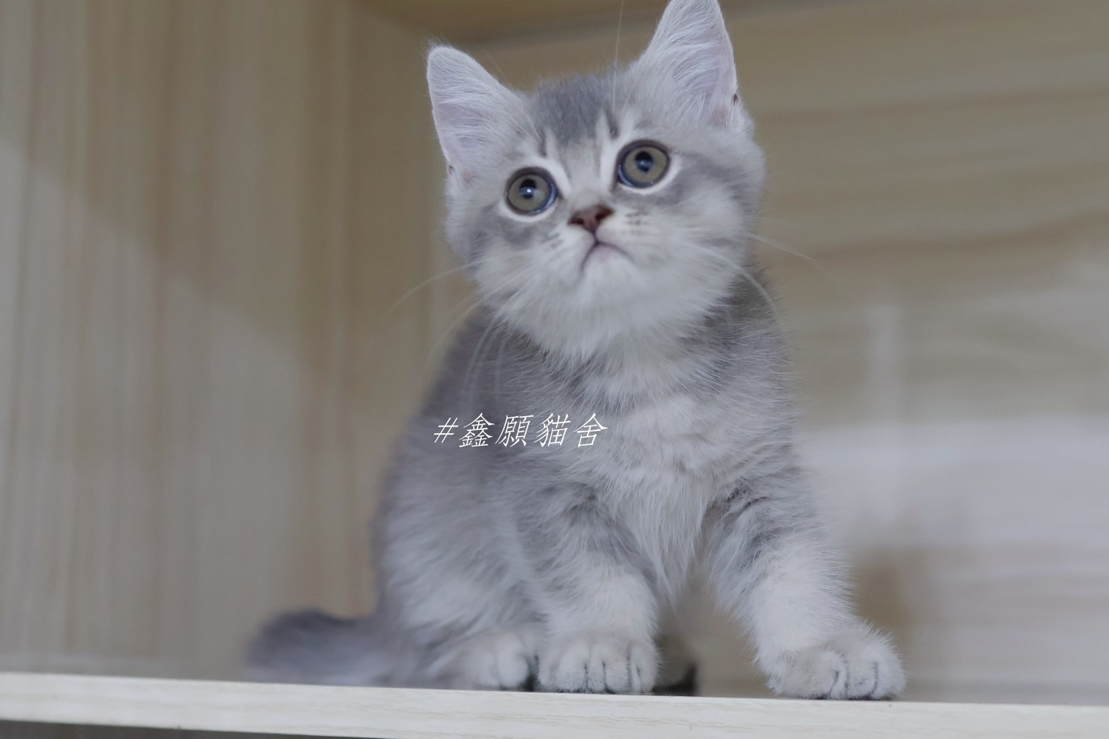 鑫願貓舍／深藍金英國短毛貓