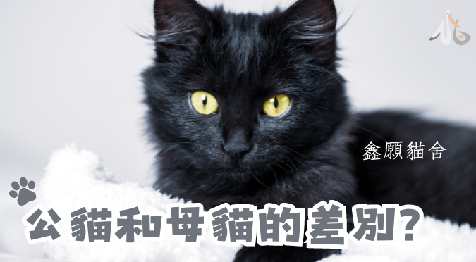 鑫願貓舍 / 公貓和母貓的差別？