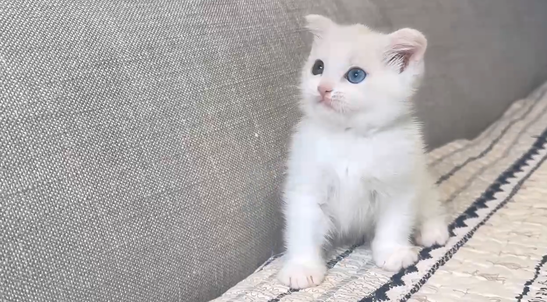 尊爵名皇／異瞳英國短毛貓