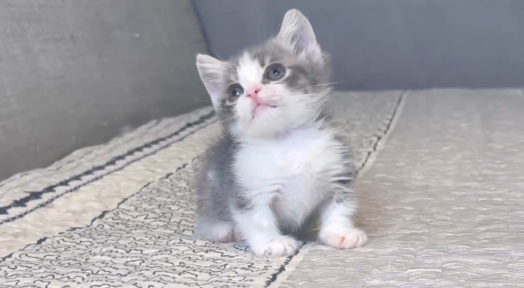 尊爵名皇／藍白色曼赤肯