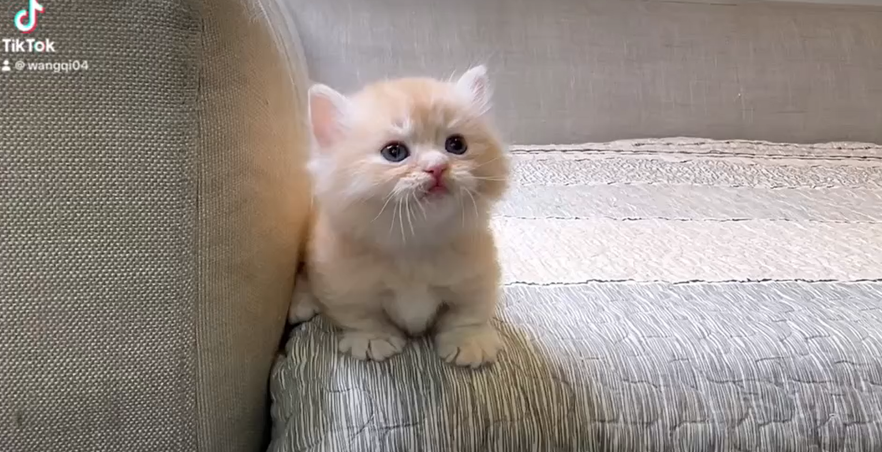 尊爵名皇／小步舞曲