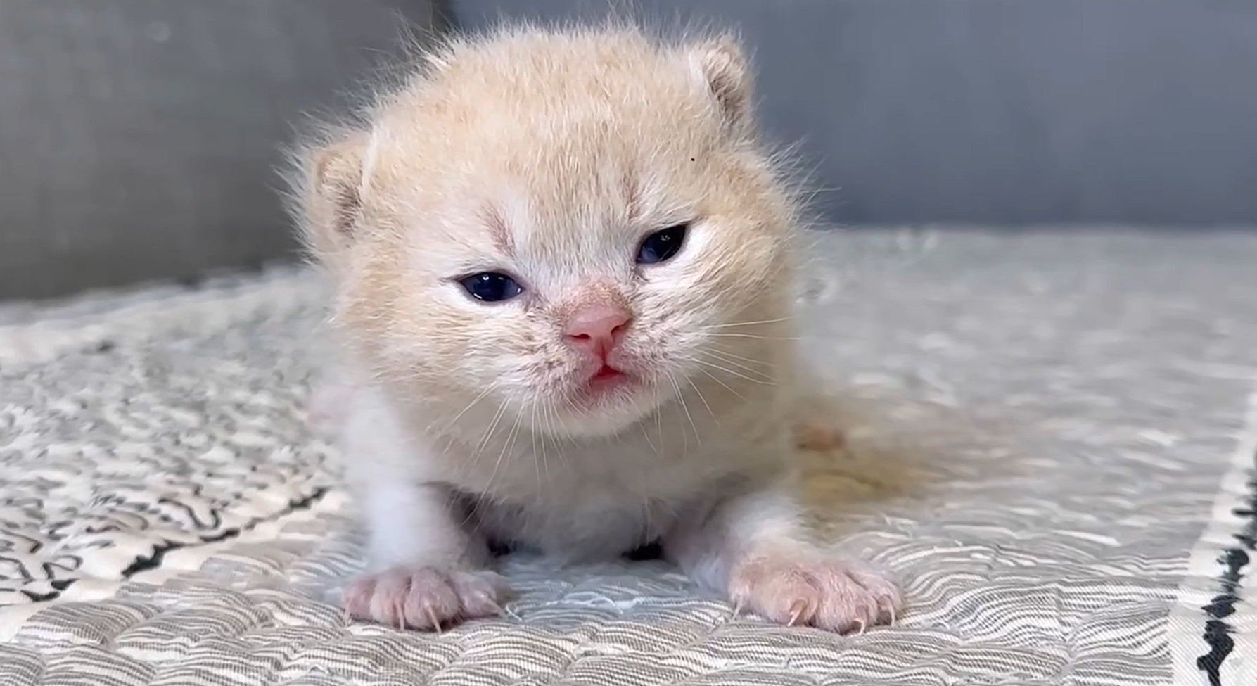 尊爵名皇／奶油白色英國短毛貓