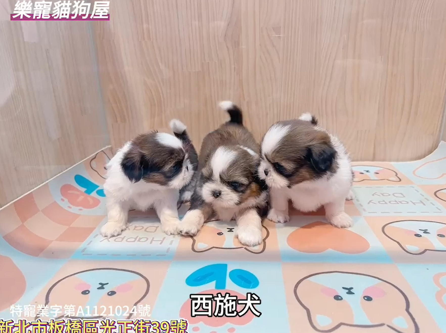 樂寵貓狗屋／西施犬