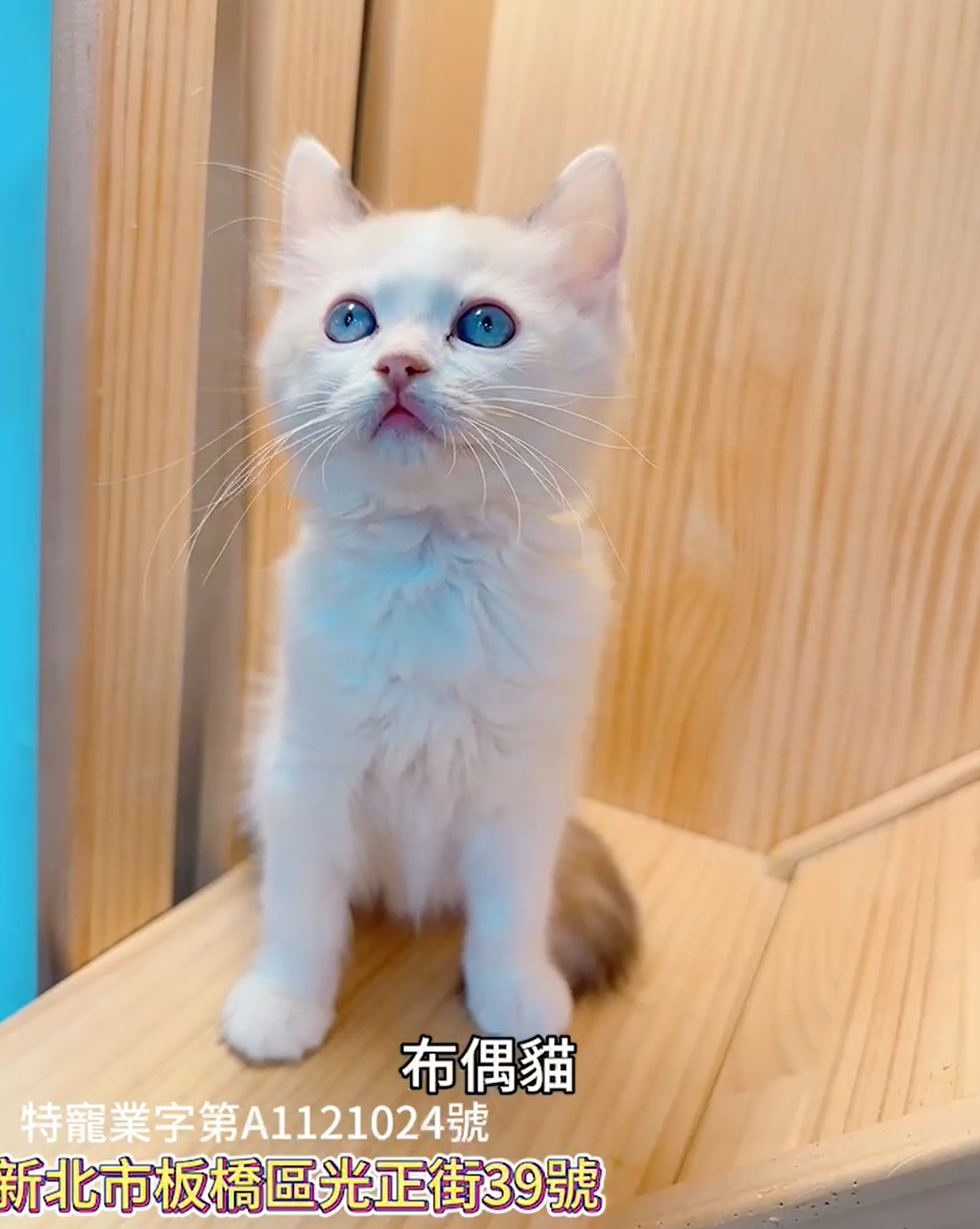 樂寵貓狗屋／布偶貓