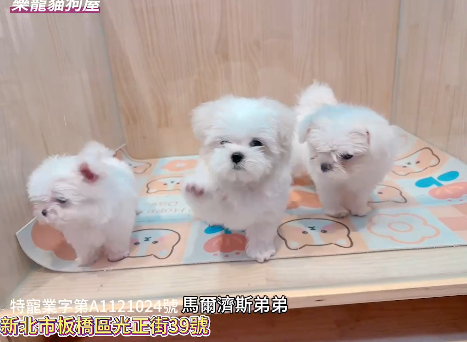 樂寵貓狗屋／瑪爾濟斯