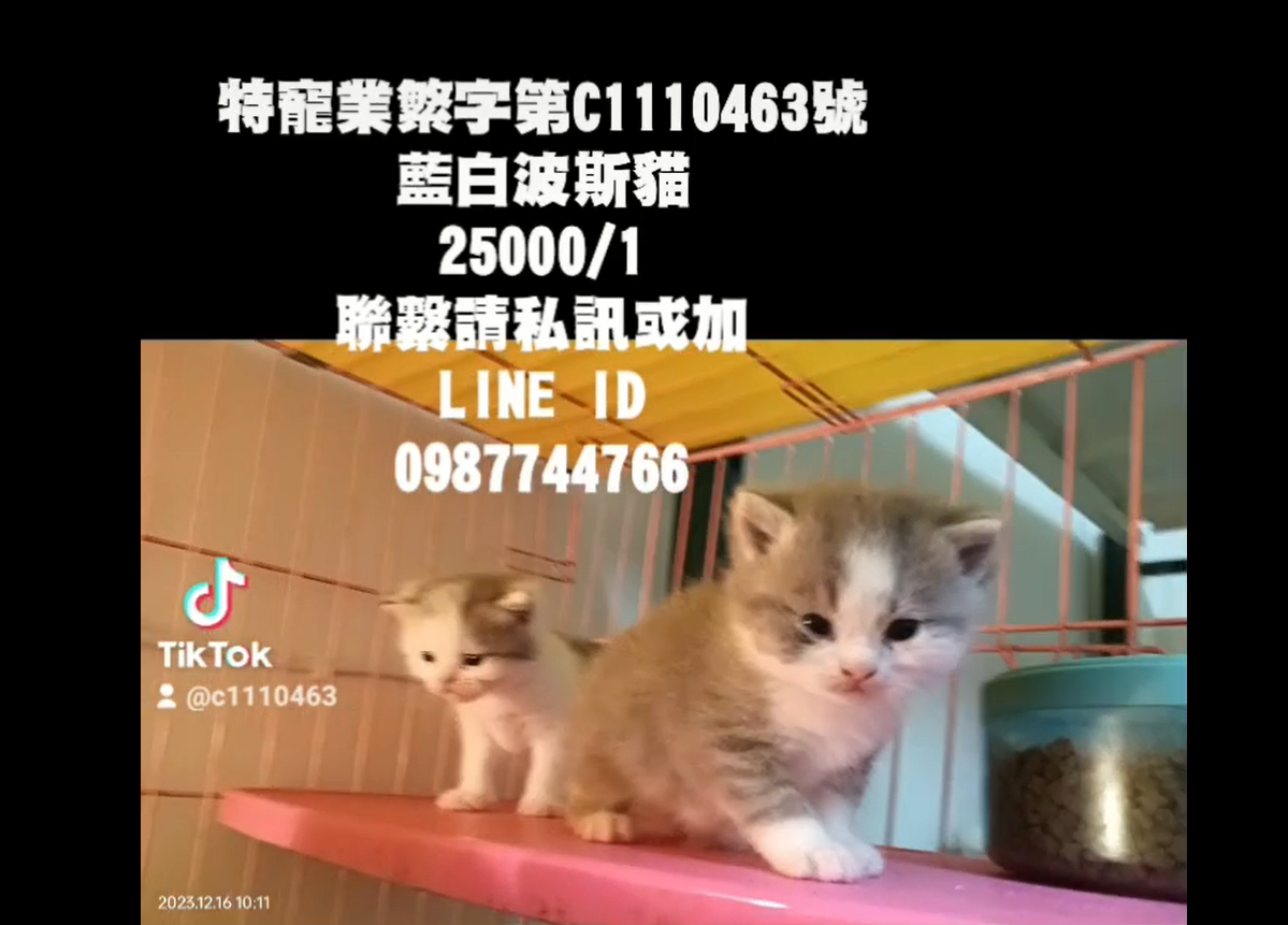 幸福朵貓貓貓舍／藍白色波斯貓