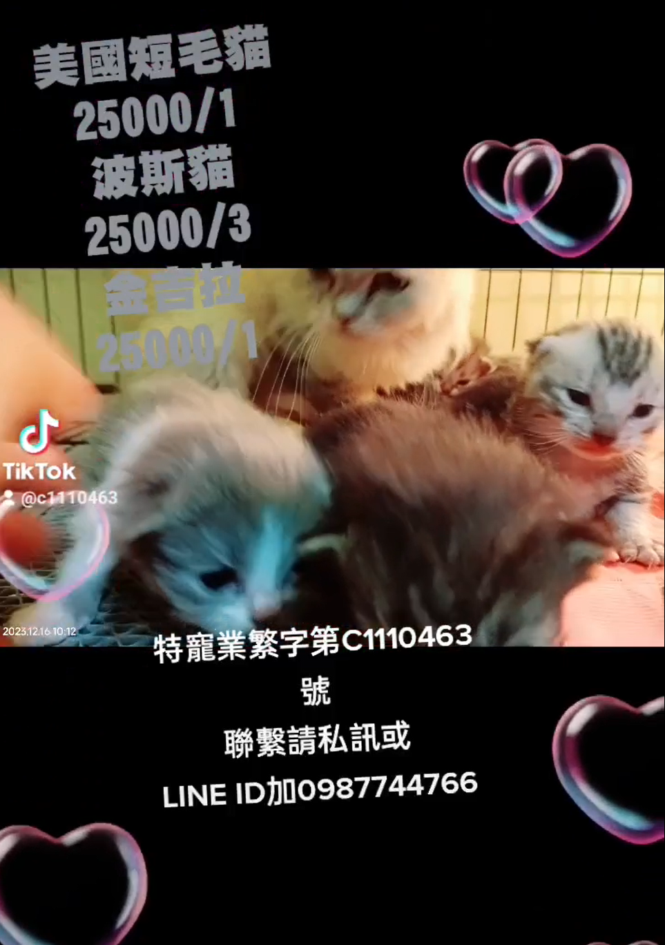 幸福朵貓貓貓舍／各品種貓