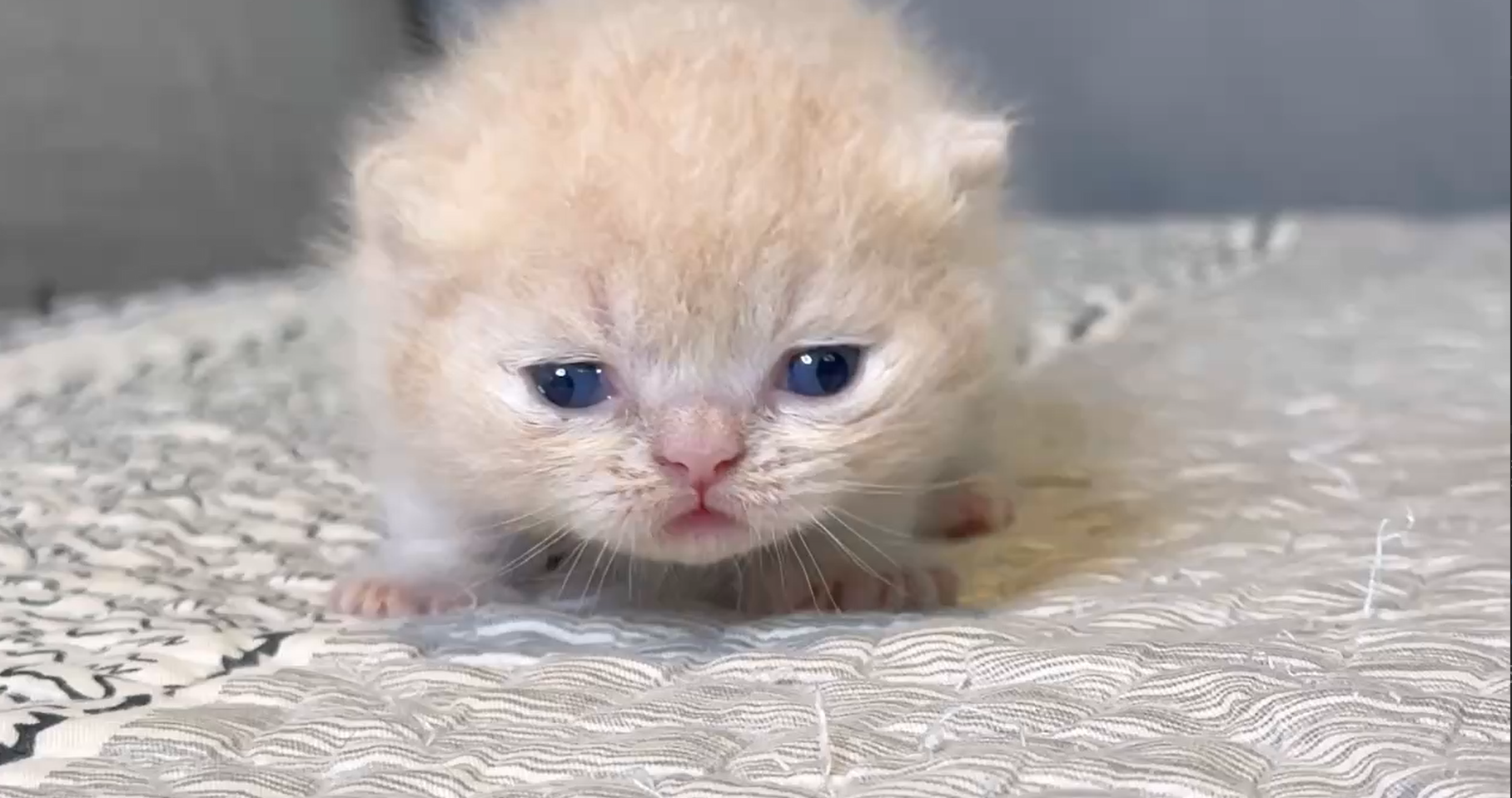 尊爵名皇／奶油白色曼赤肯