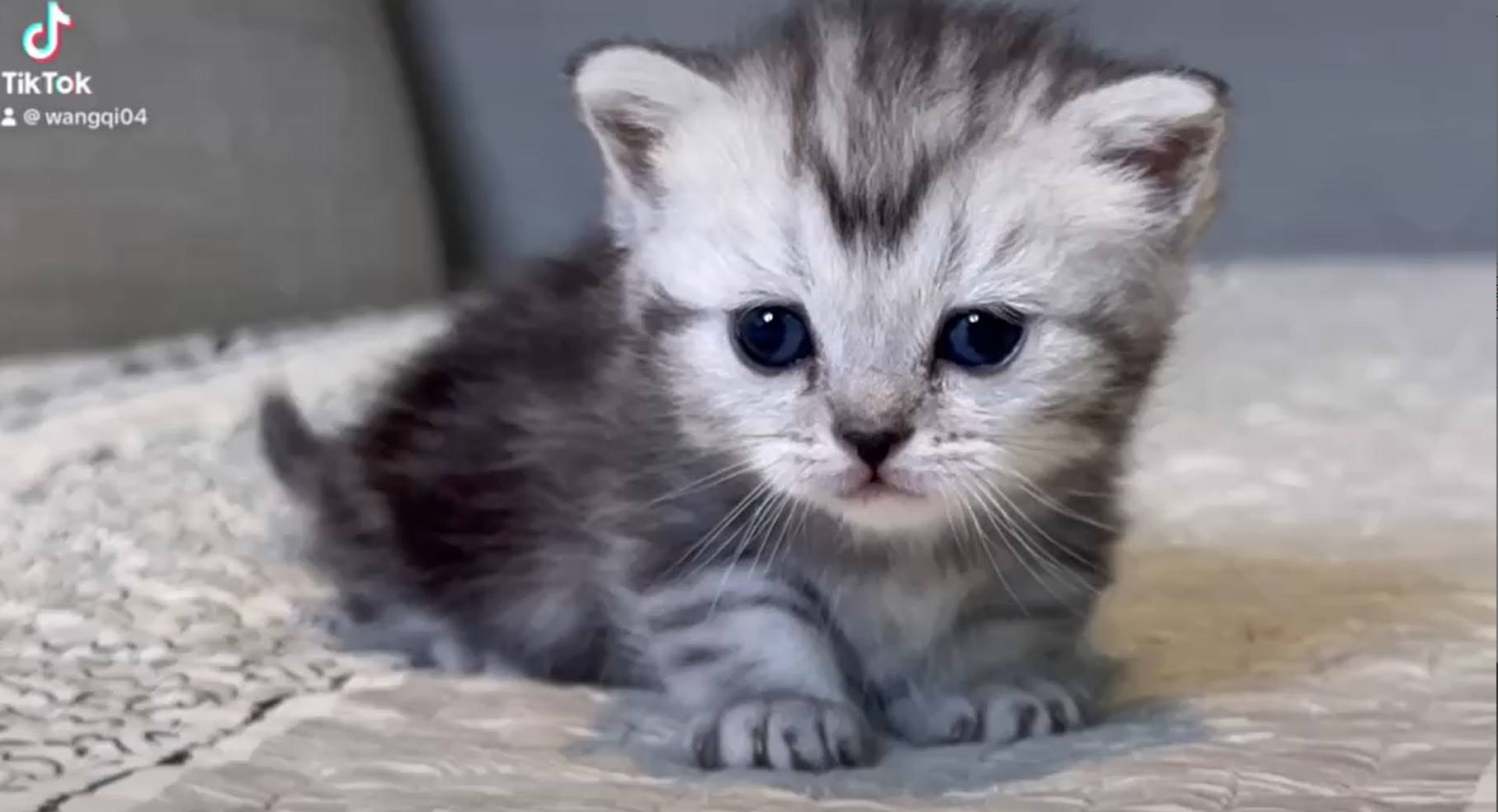 尊爵名皇／銀白色小步舞曲