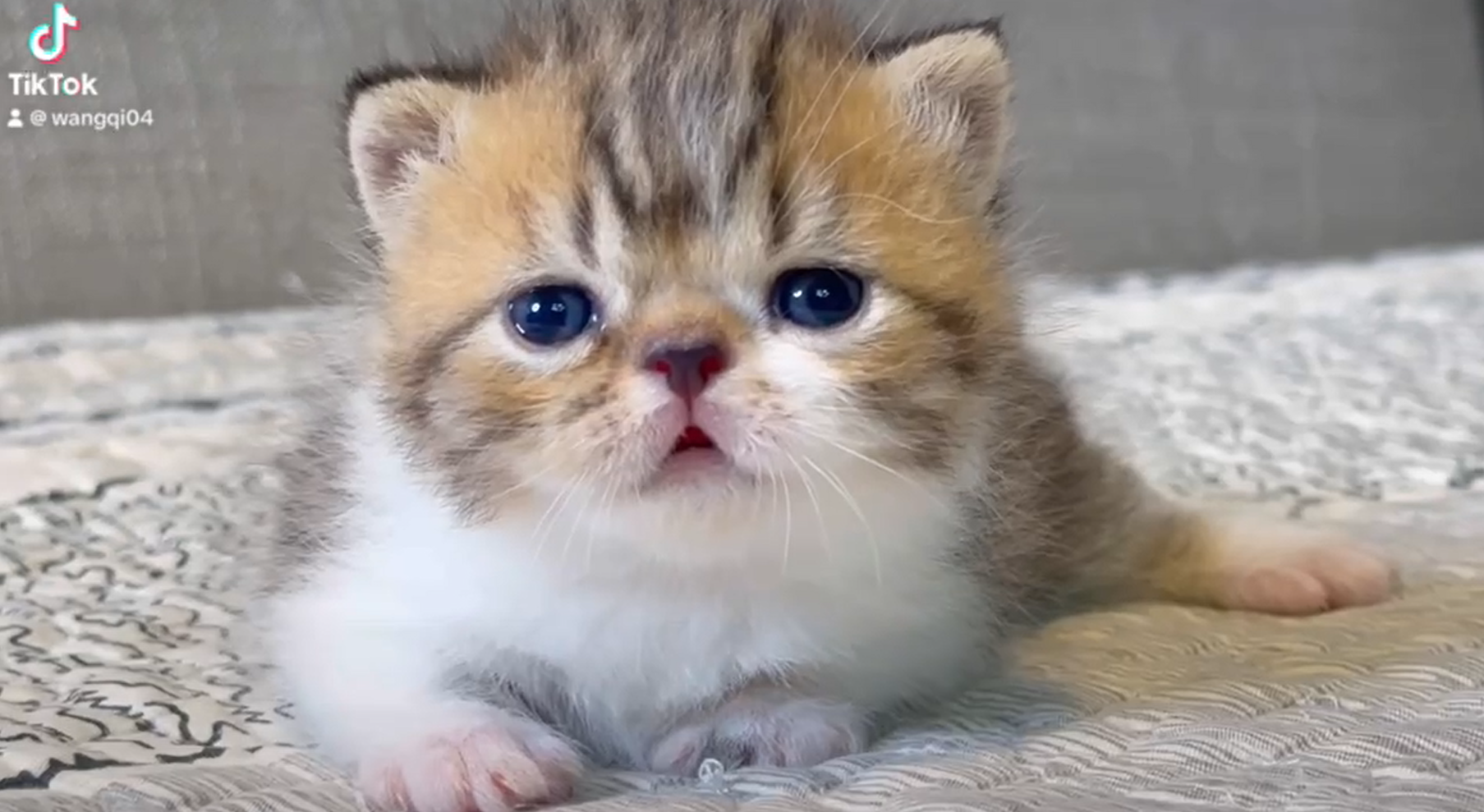 尊爵名皇／金虎斑小步舞曲