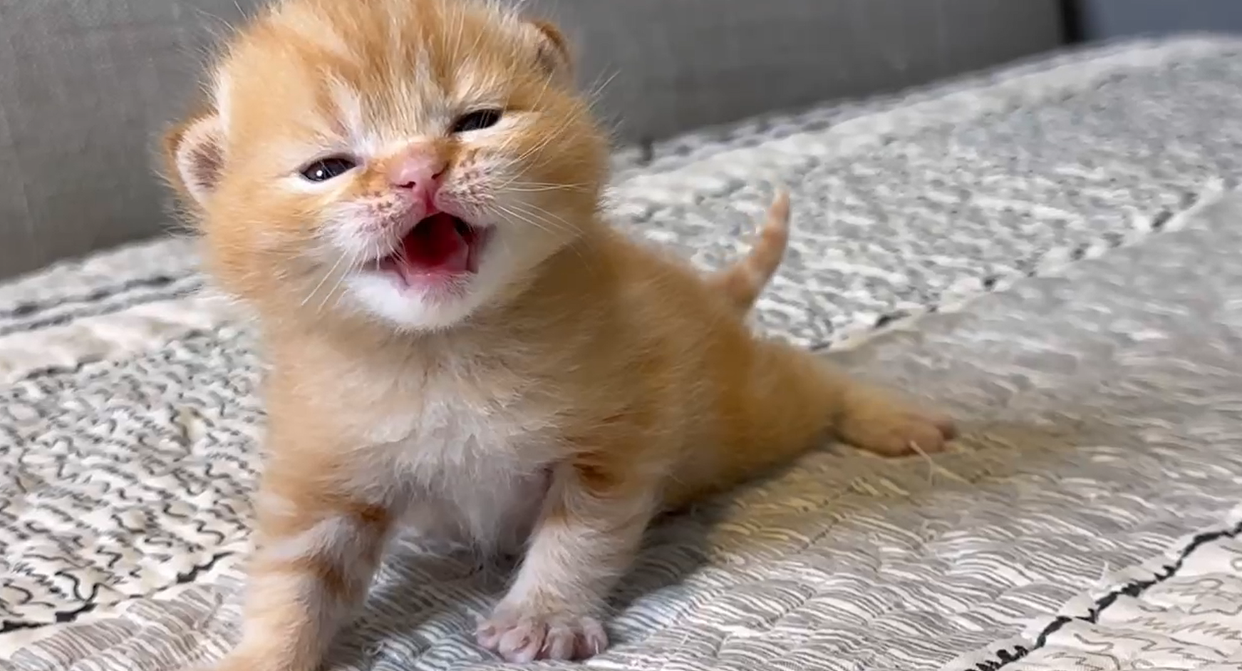 尊爵名皇／橘色美國短毛貓