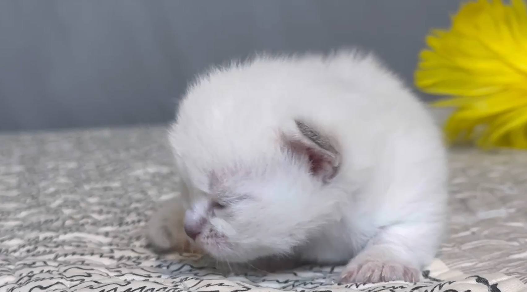 尊爵名皇／重點色小步舞曲