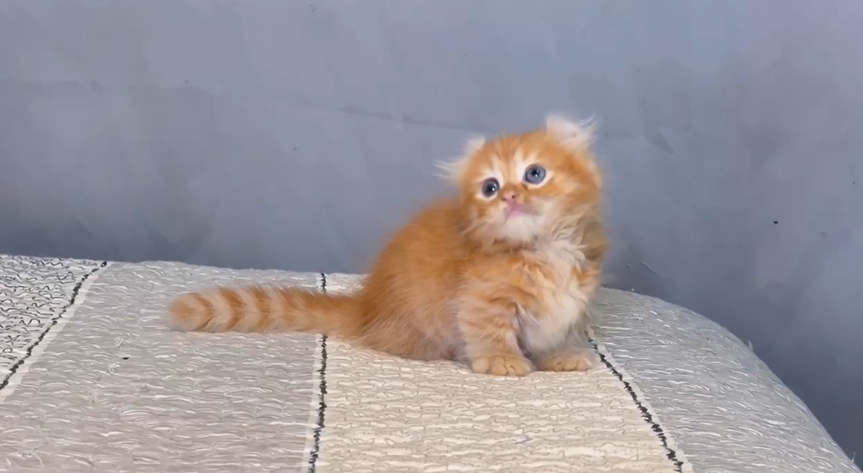 尊爵名皇／金橘色捲耳曼赤肯