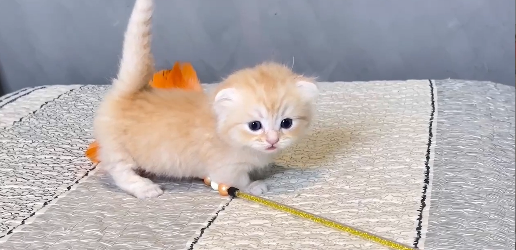 尊爵名皇／奶油色小步舞曲