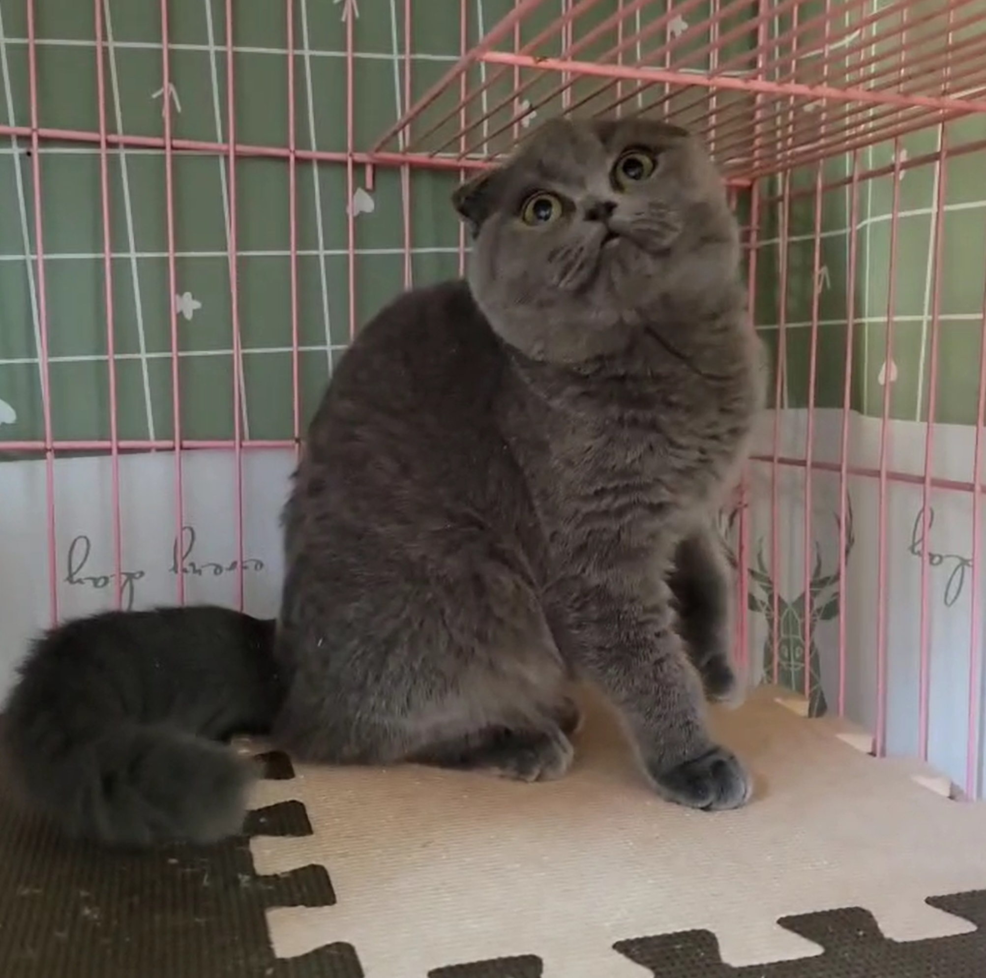 刻在你心底的貓／藍色折耳貓