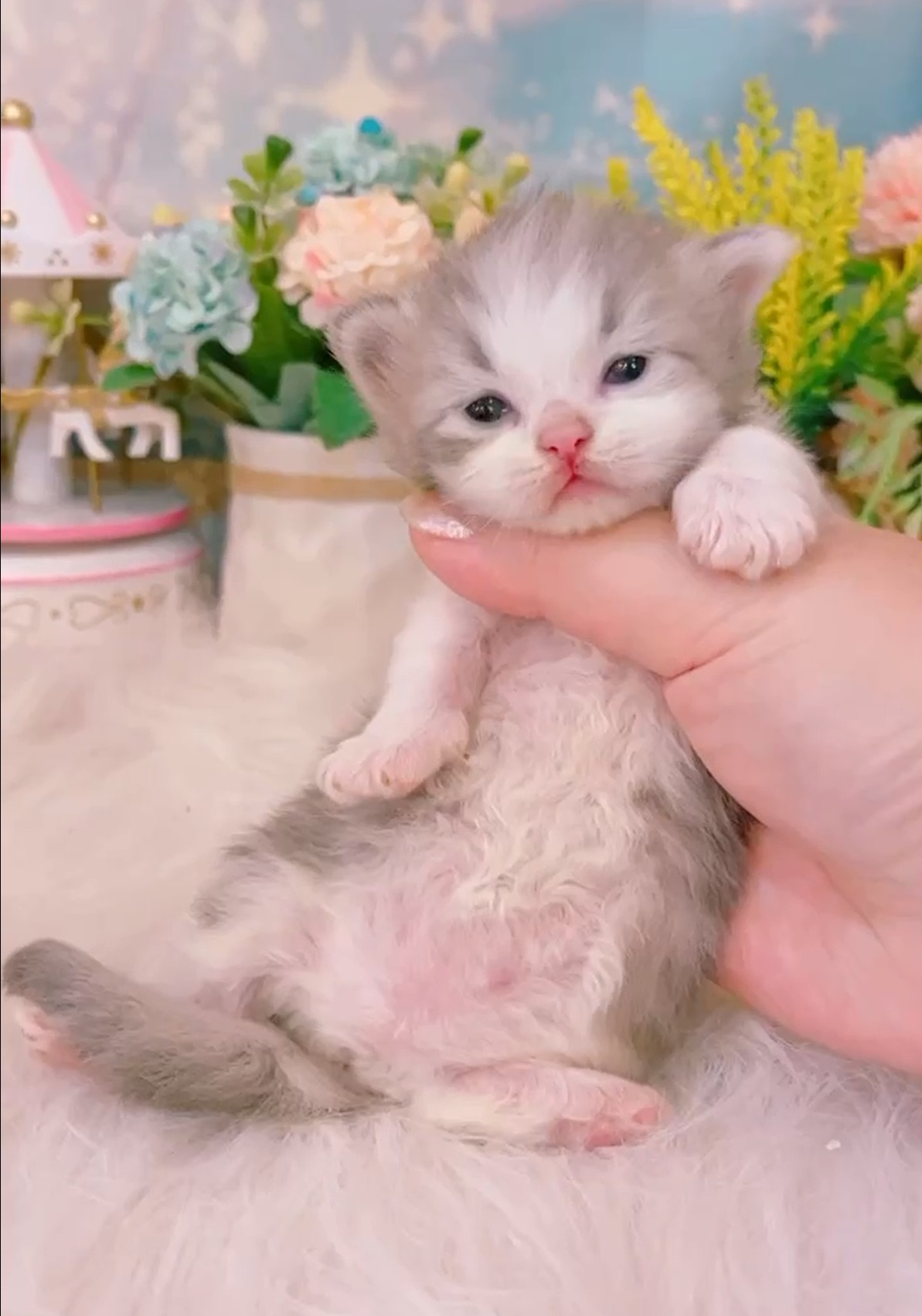 星光貓舍／銀白賓士小步舞曲