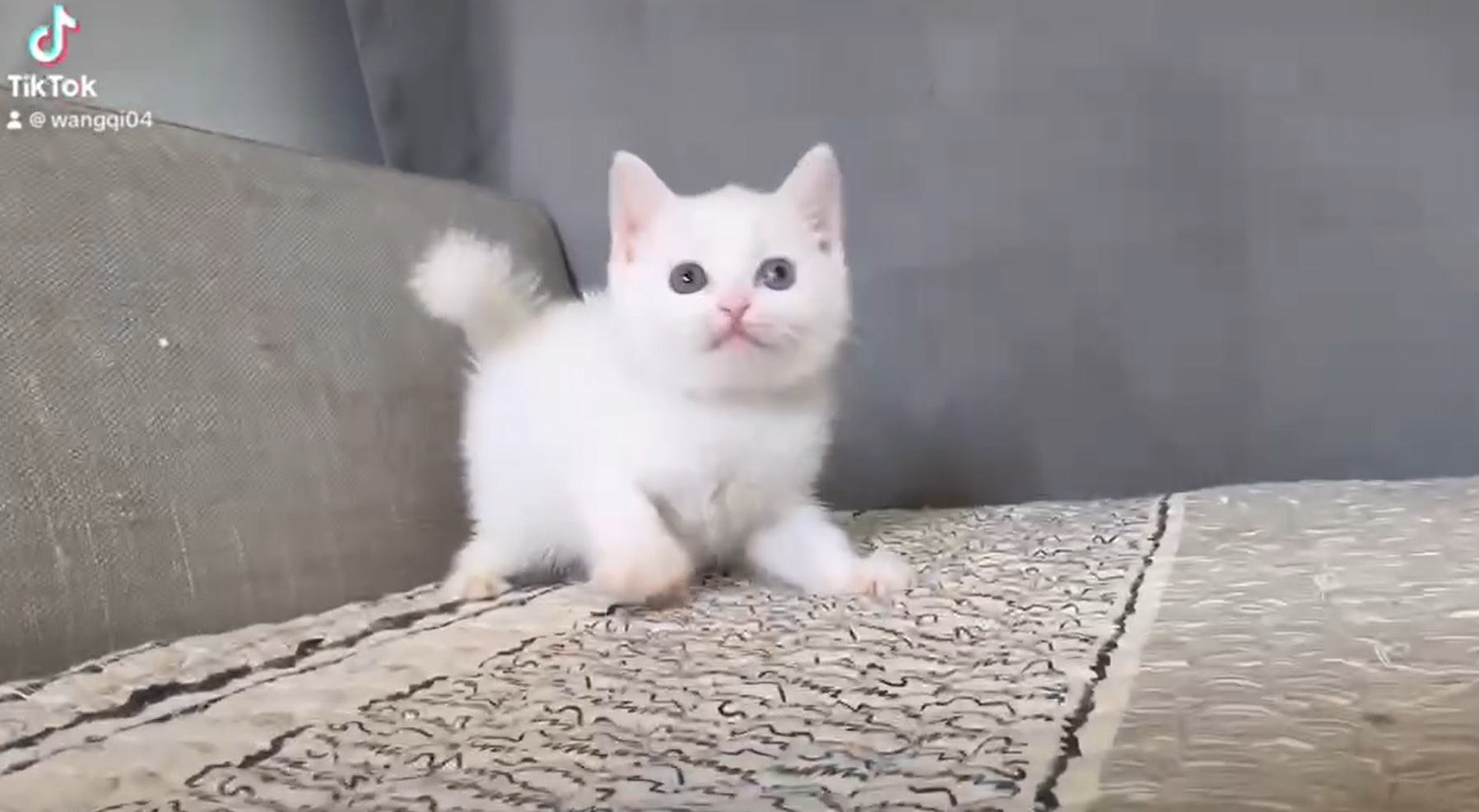 尊爵名皇／異瞳英國短毛貓