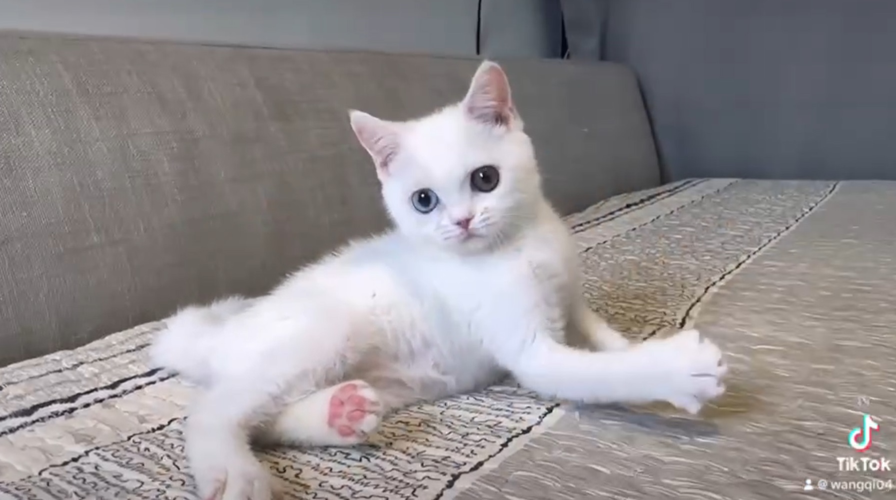 尊爵名皇／異瞳英國短毛貓