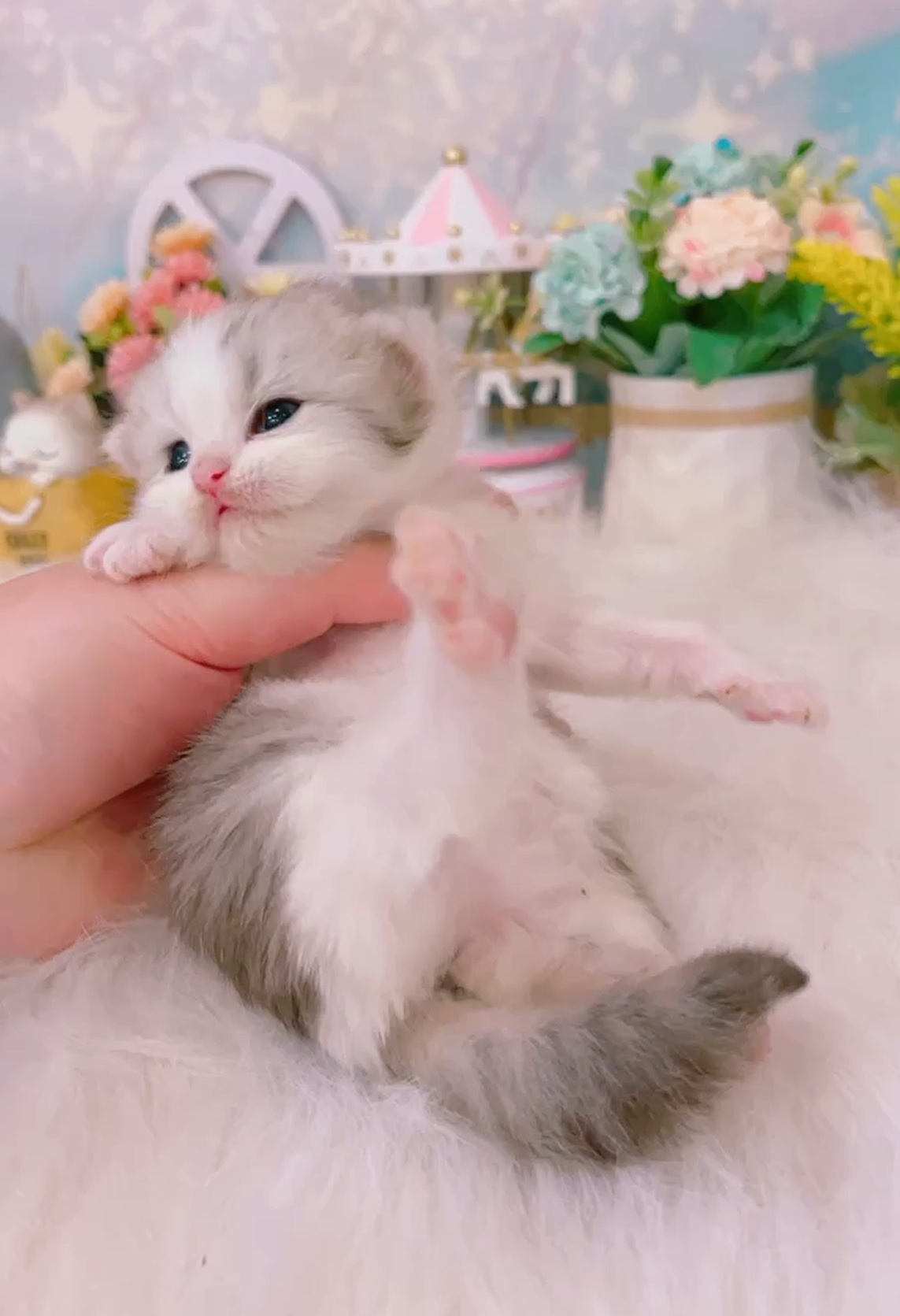 星光貓舍／銀白賓士英國長毛貓