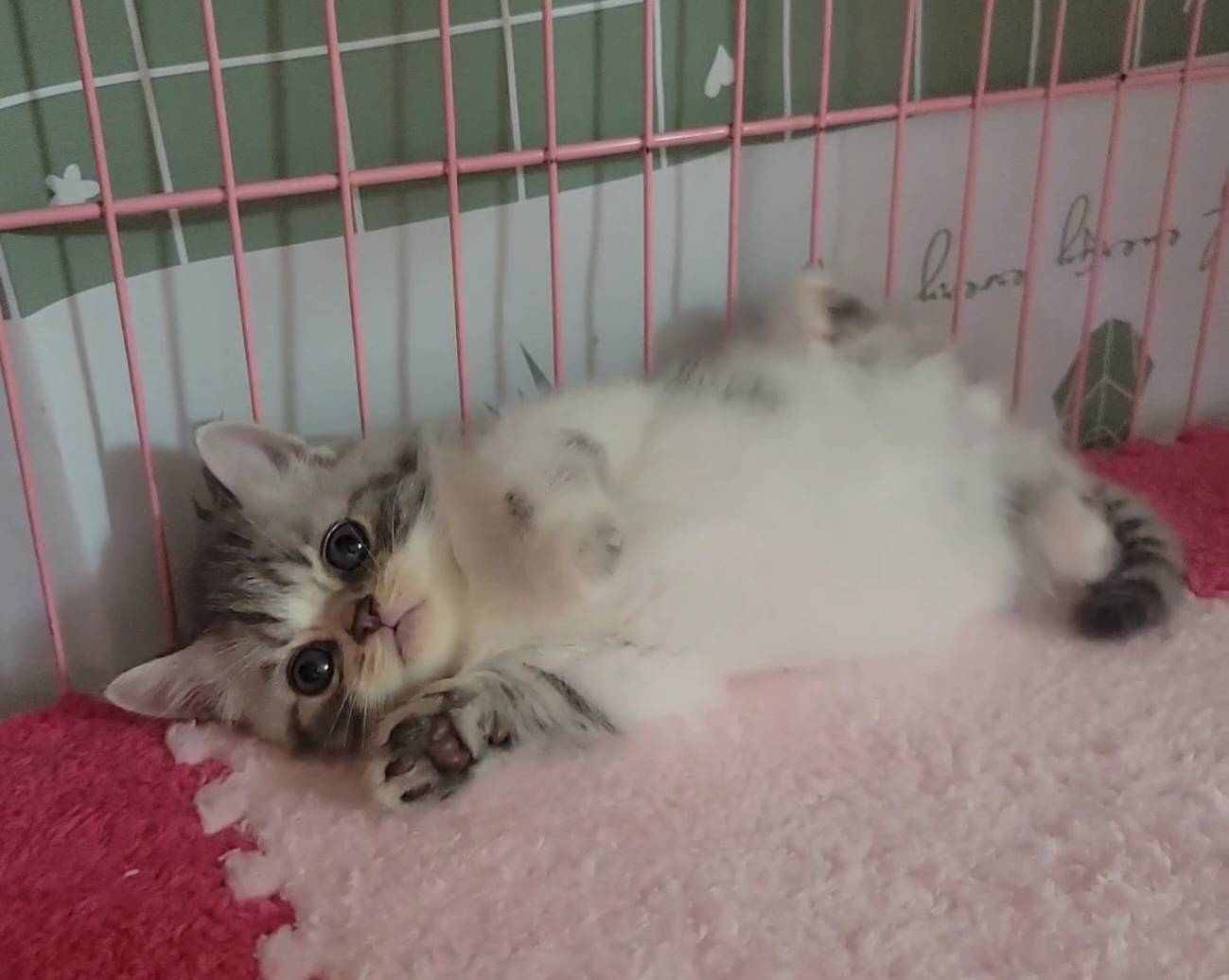 刻在你心底的貓／特殊紋英國短毛猫