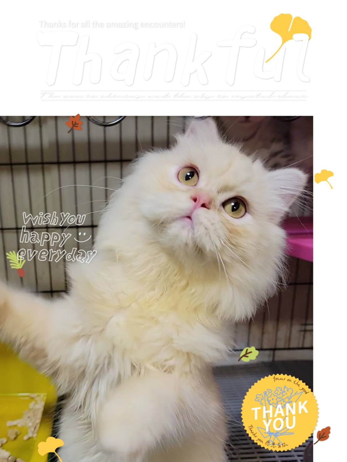 刻在你心底的貓／奶油英國長毛貓