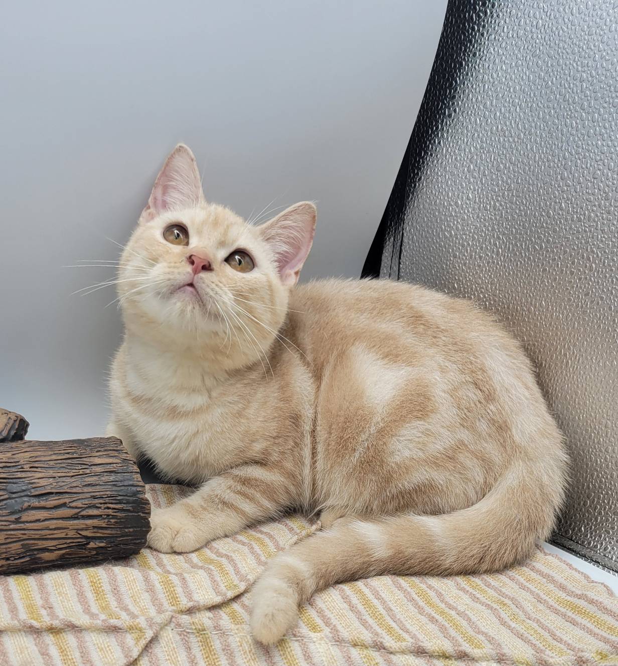 刻在你心底的貓／奶油色美國短毛貓