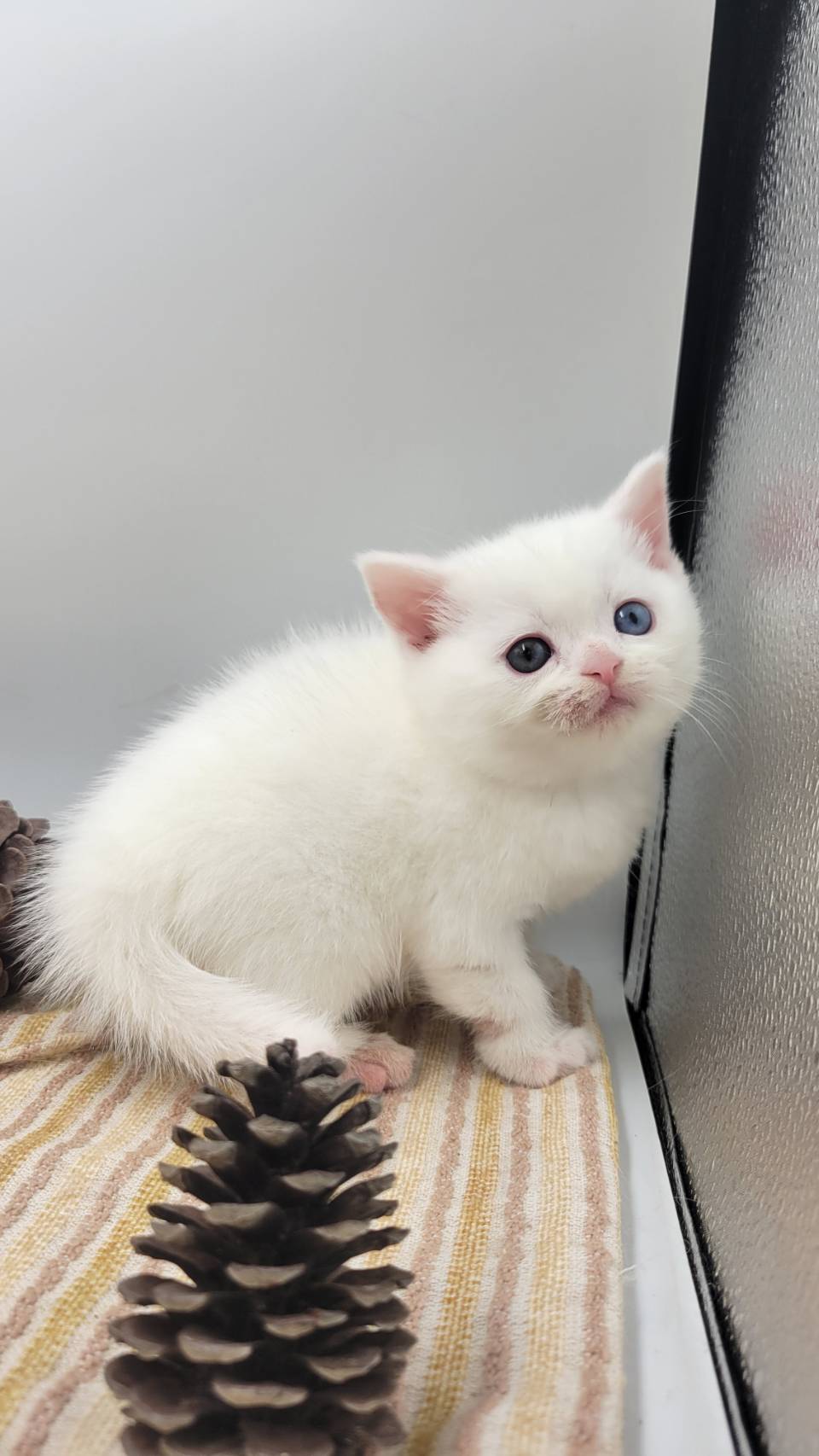 刻在你心底的貓／異瞳英國短毛猫