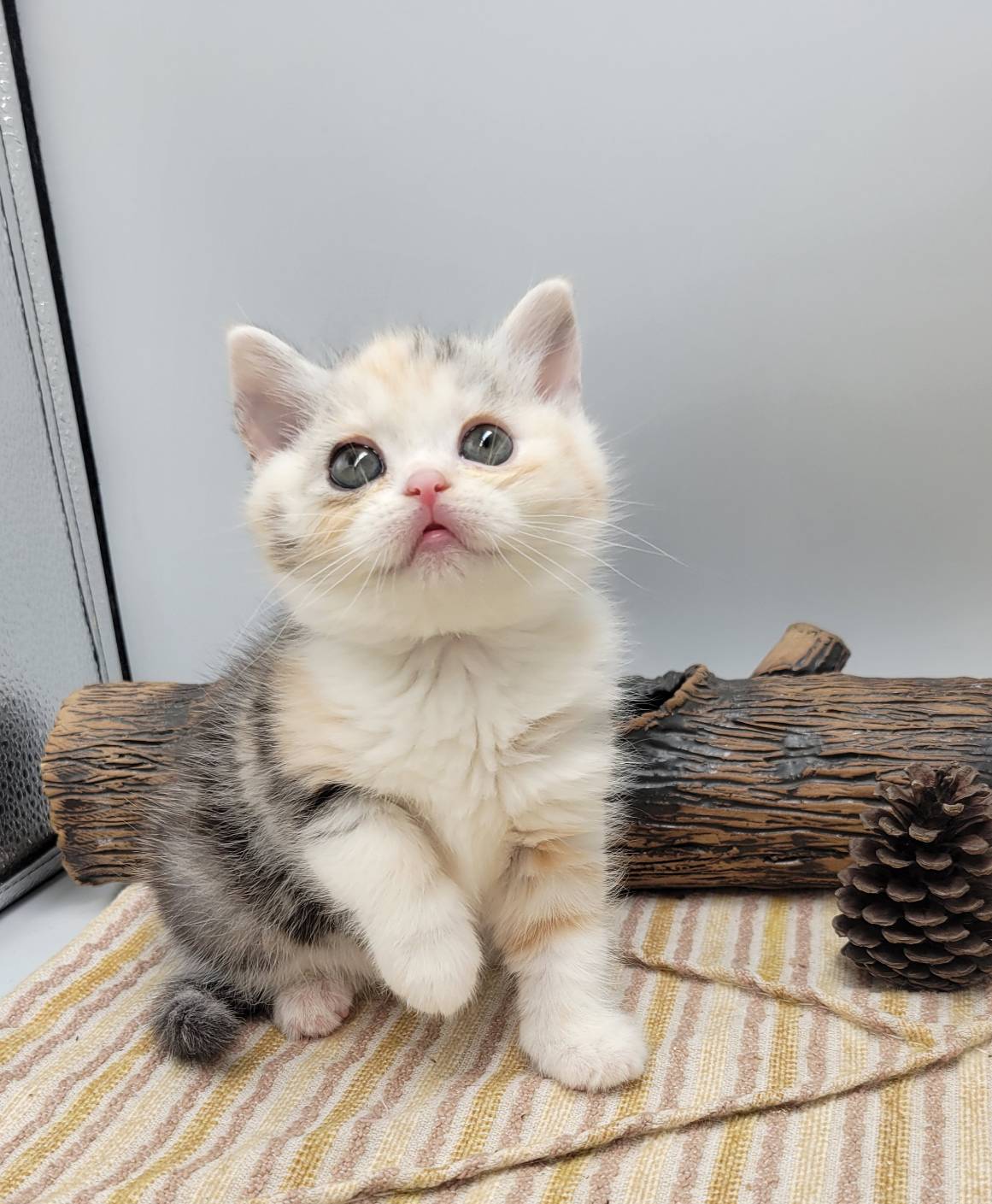 刻在你心底的貓／三花螺旋紋美國短毛貓