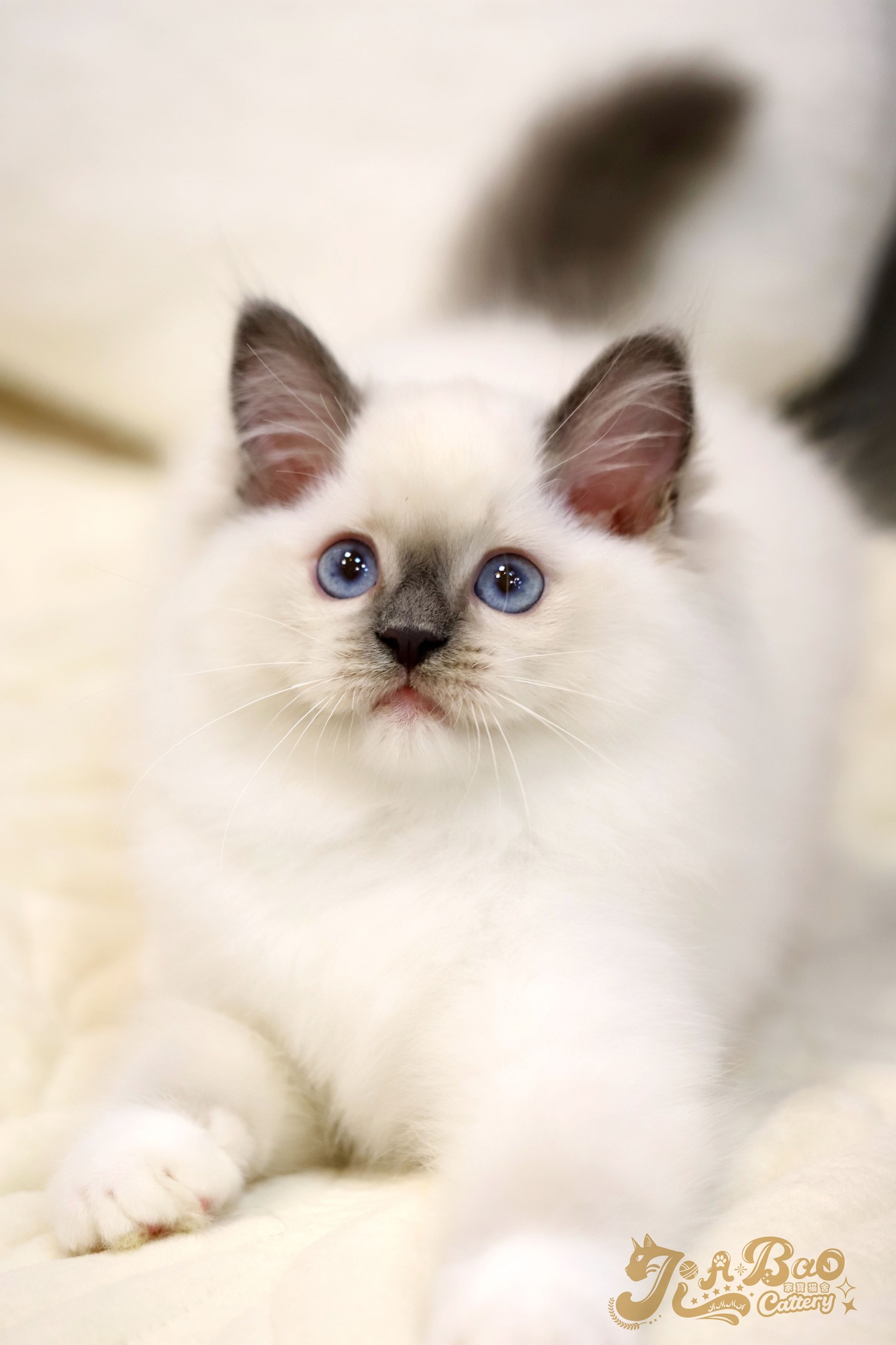 家寶寵物／藍手套布偶貓