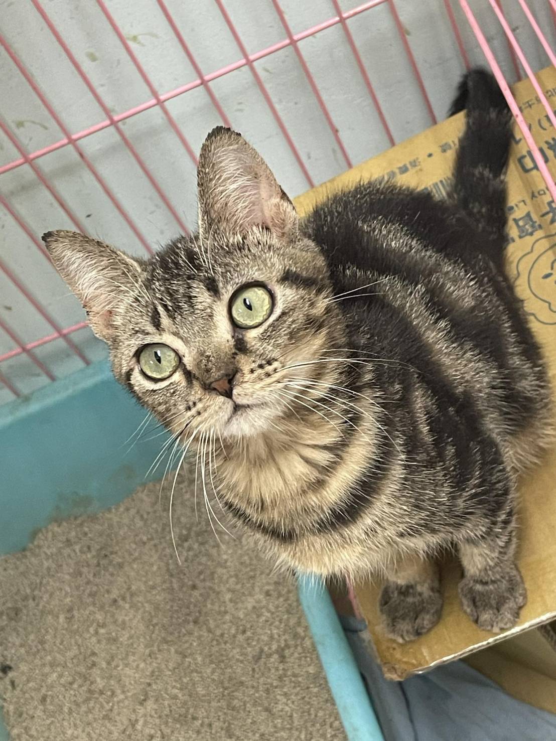 幸福朵貓貓貓舍／古銅色美國短毛貓