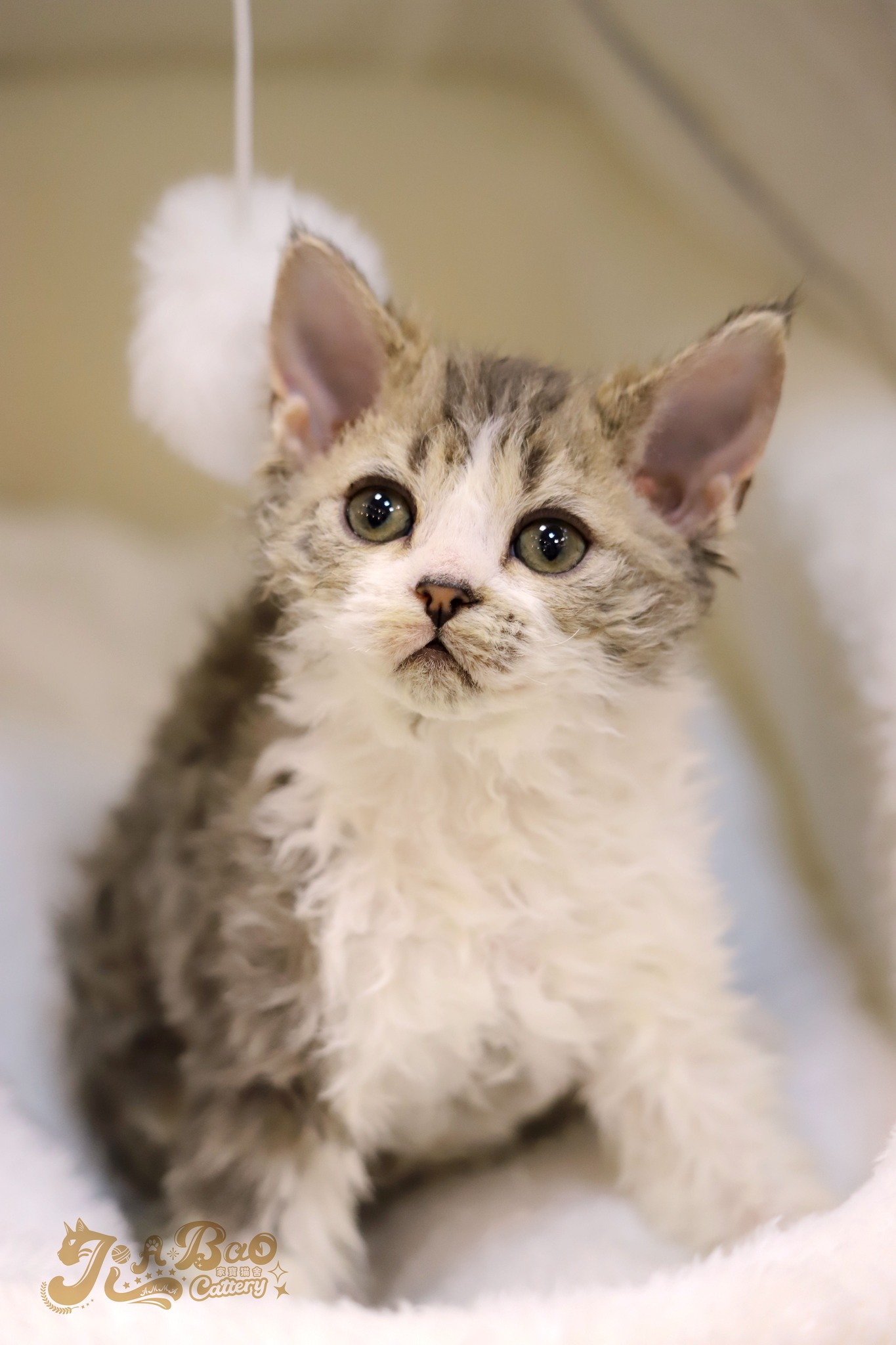 家寶寵物／虎斑賓士賽爾凱克羊毛貓