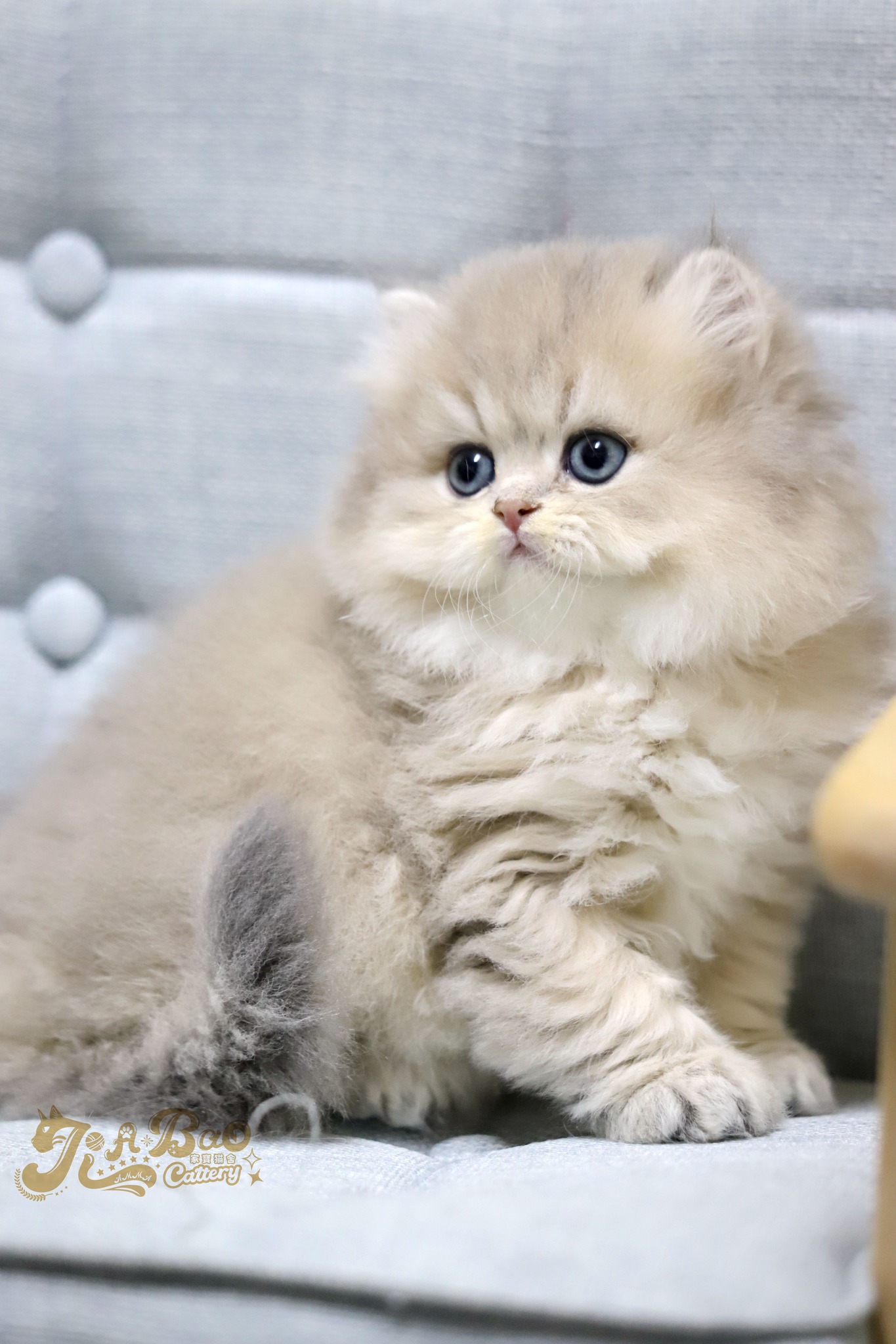 家寶寵物／藍金漸層英國長毛貓