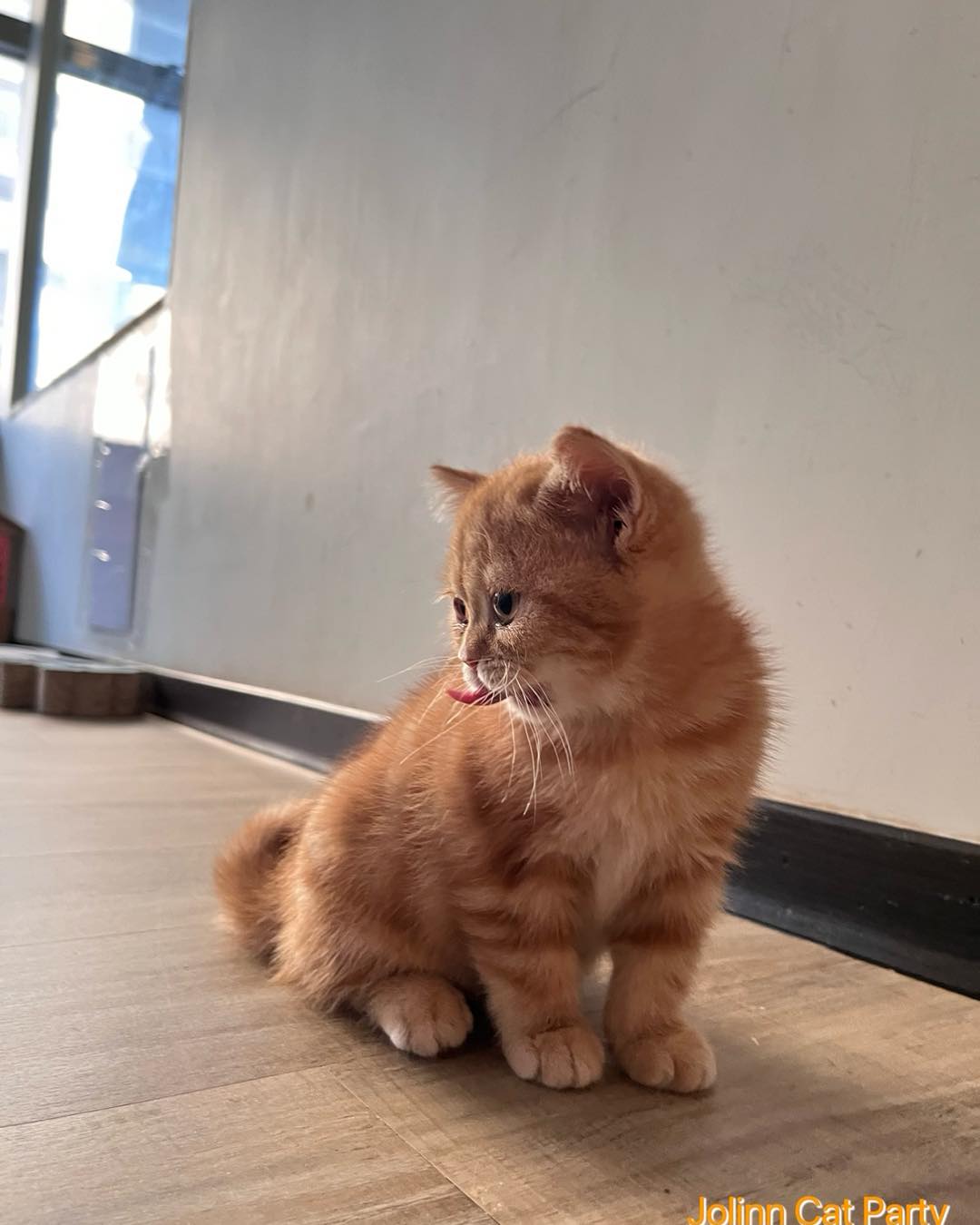 貓咪派對／橘紋美國短毛貓