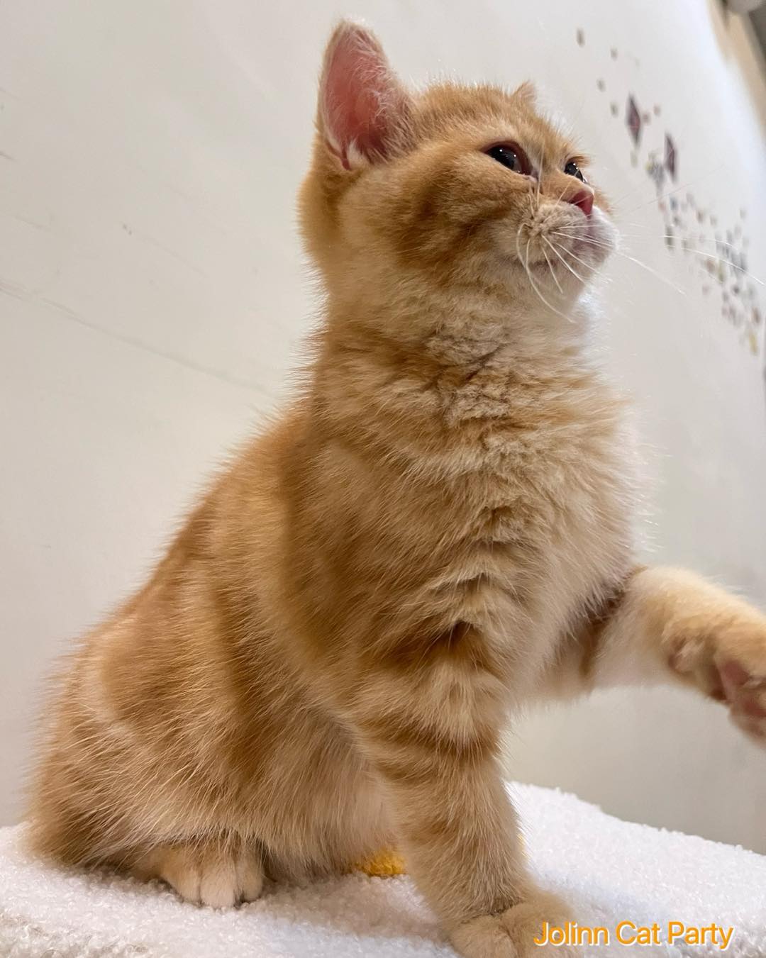 貓咪派對／橘紋美國短毛貓