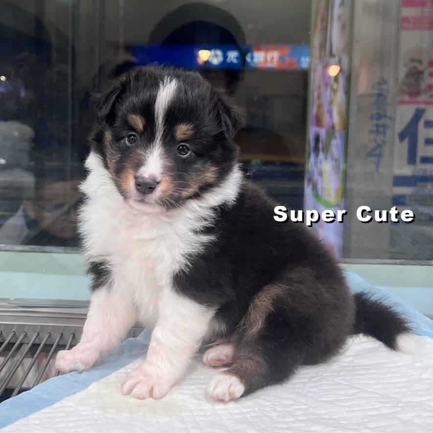 超可愛名犬社／三色喜樂蒂