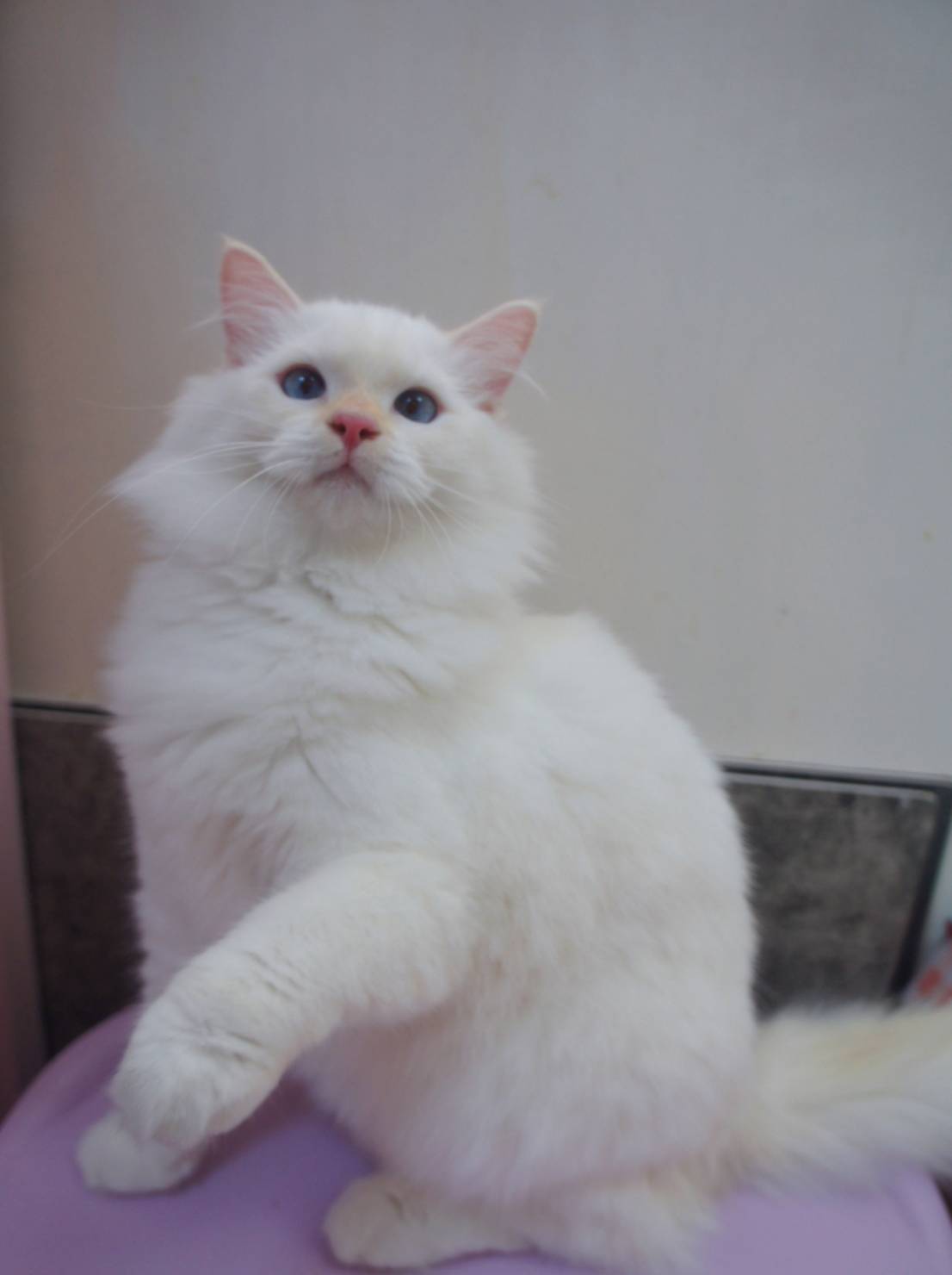 蘋果樹下的布偶貓／奶油色布偶貓