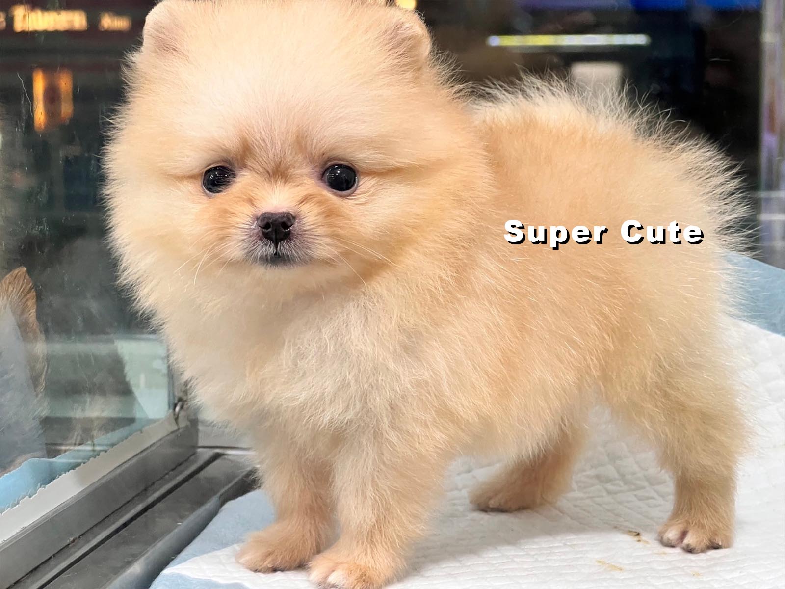 超可愛名犬社／奶油金博美犬