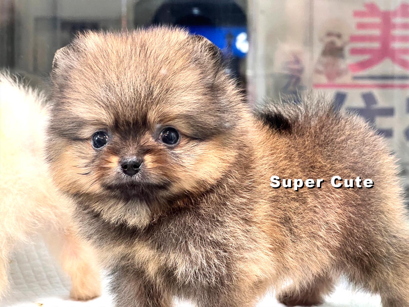 超可愛名犬社／紅博美