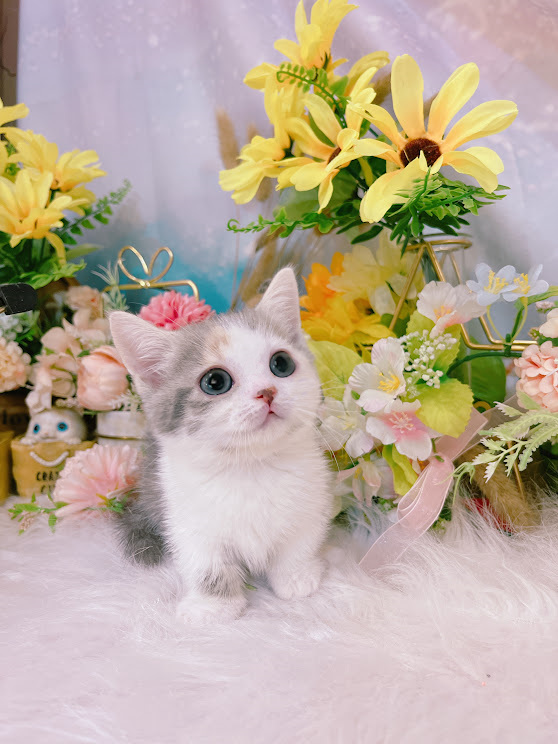 星光貓舍／三花曼赤肯