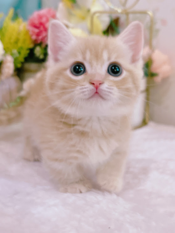 星光貓舍／奶油色曼赤肯