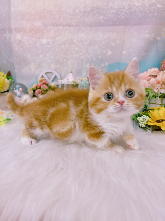 星光貓舍／橘白色曼赤肯