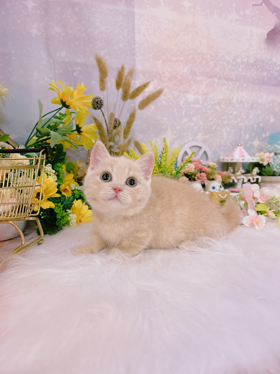 星光貓舍／奶油色曼赤肯