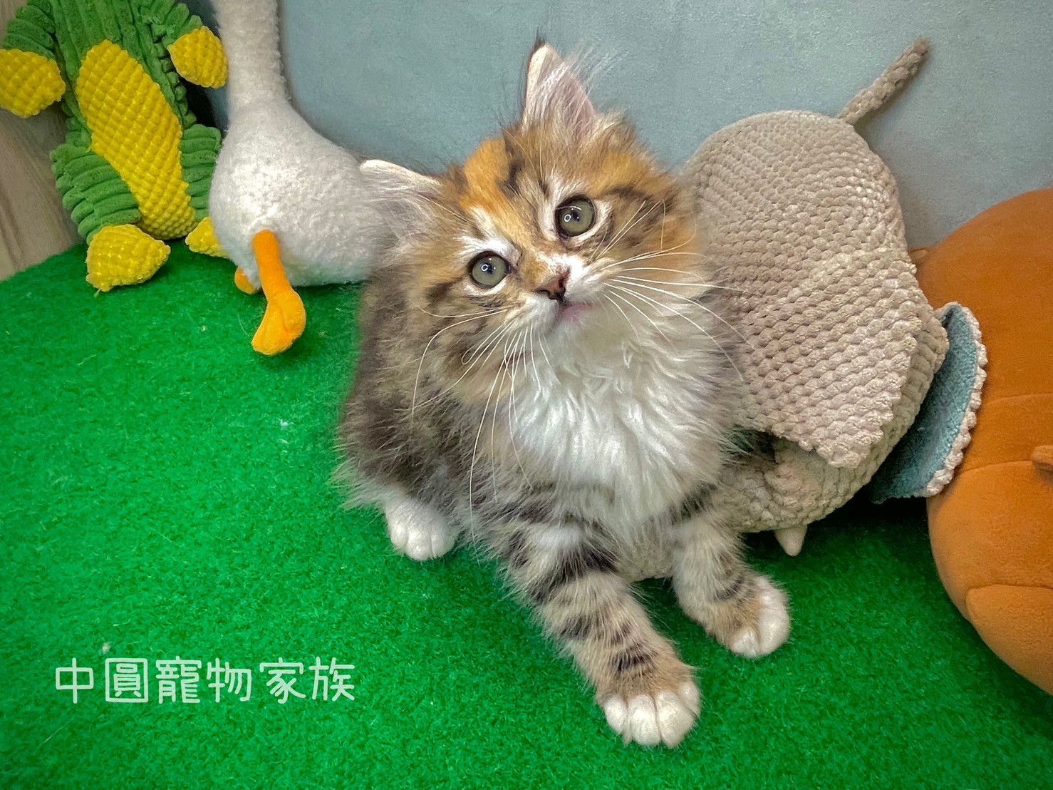 中圓寵物家族／棕虎斑挪威森林貓