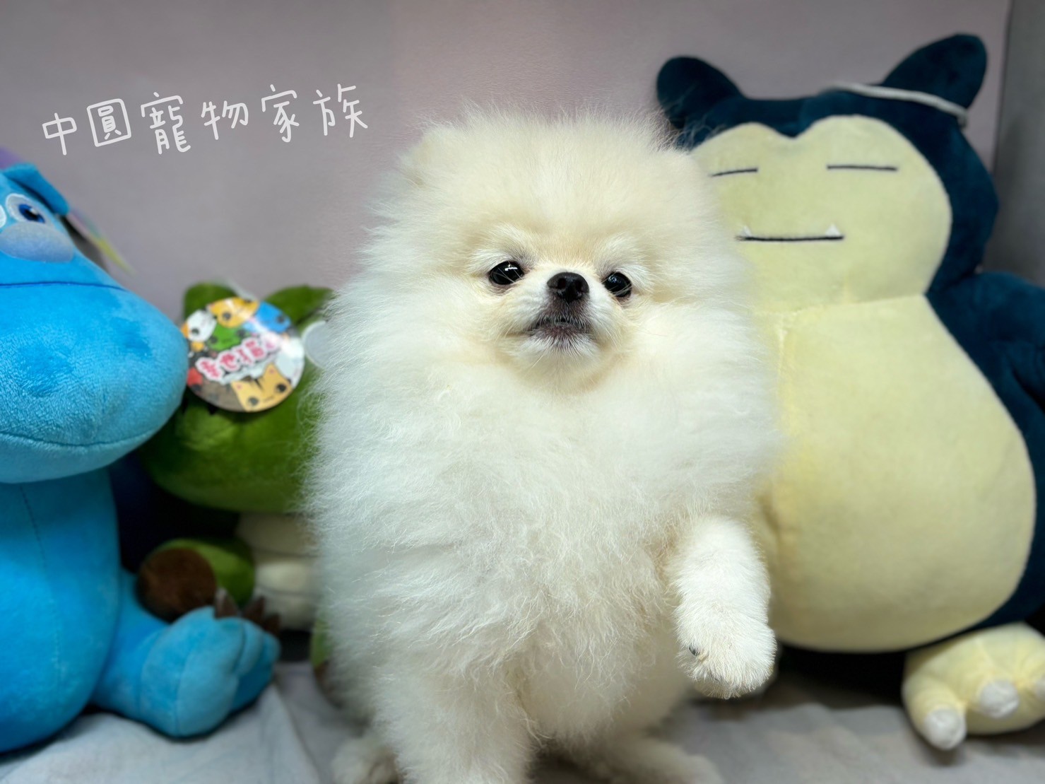 中圓寵物家族／白色博美