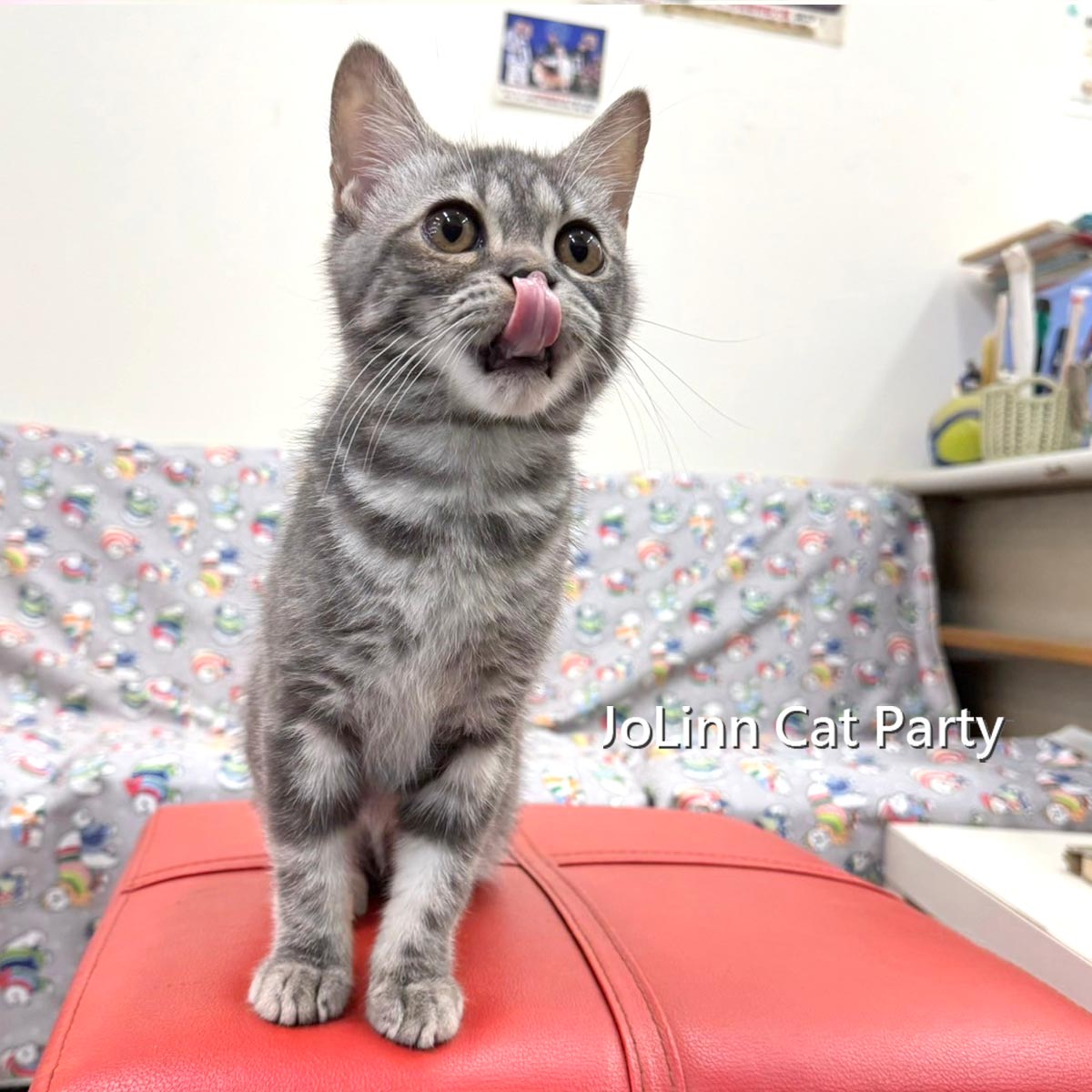 貓咪派對／銀黑美國短毛貓