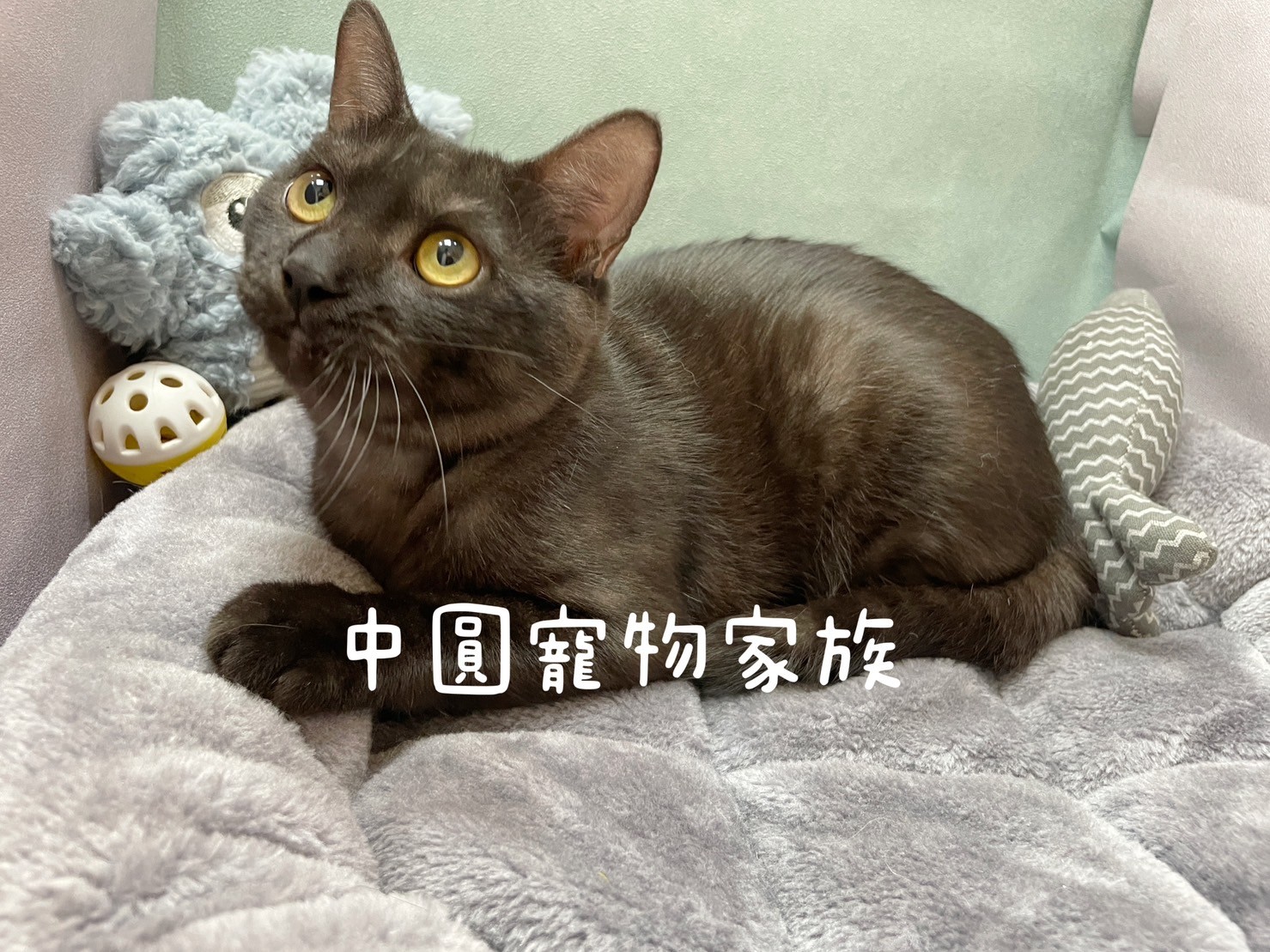 中圓寵物家族／煙燻色美國短毛貓