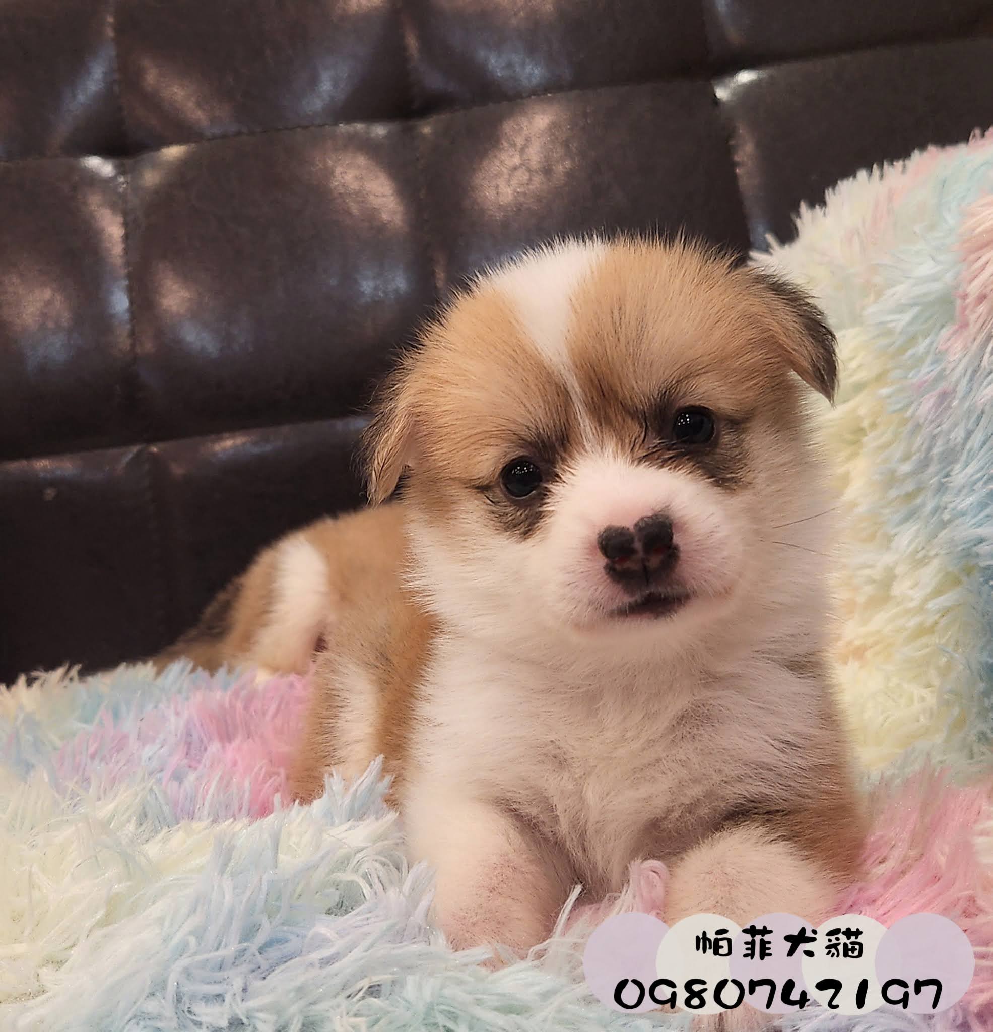 帕菲寵物館／雙色柯基