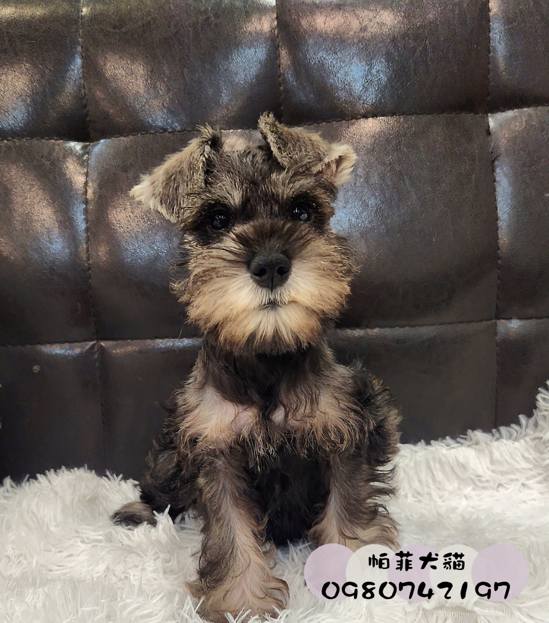 帕菲寵物館／胡椒色雪納瑞