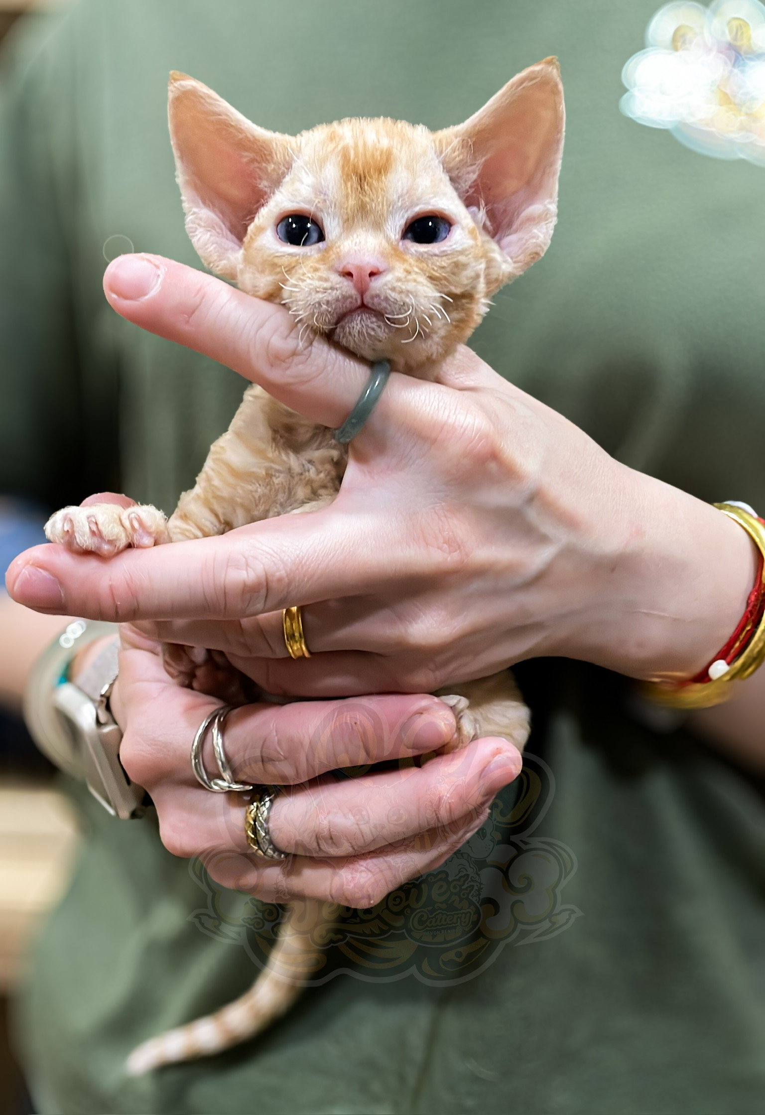 寵愛貓舍／紅虎斑德文捲毛貓
